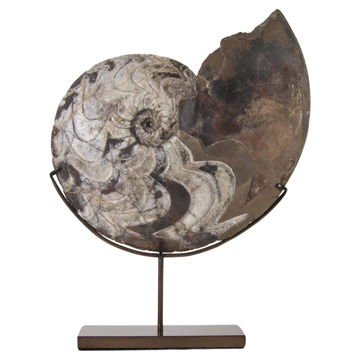 Manticoceras Goniatit auf Bronze Stand