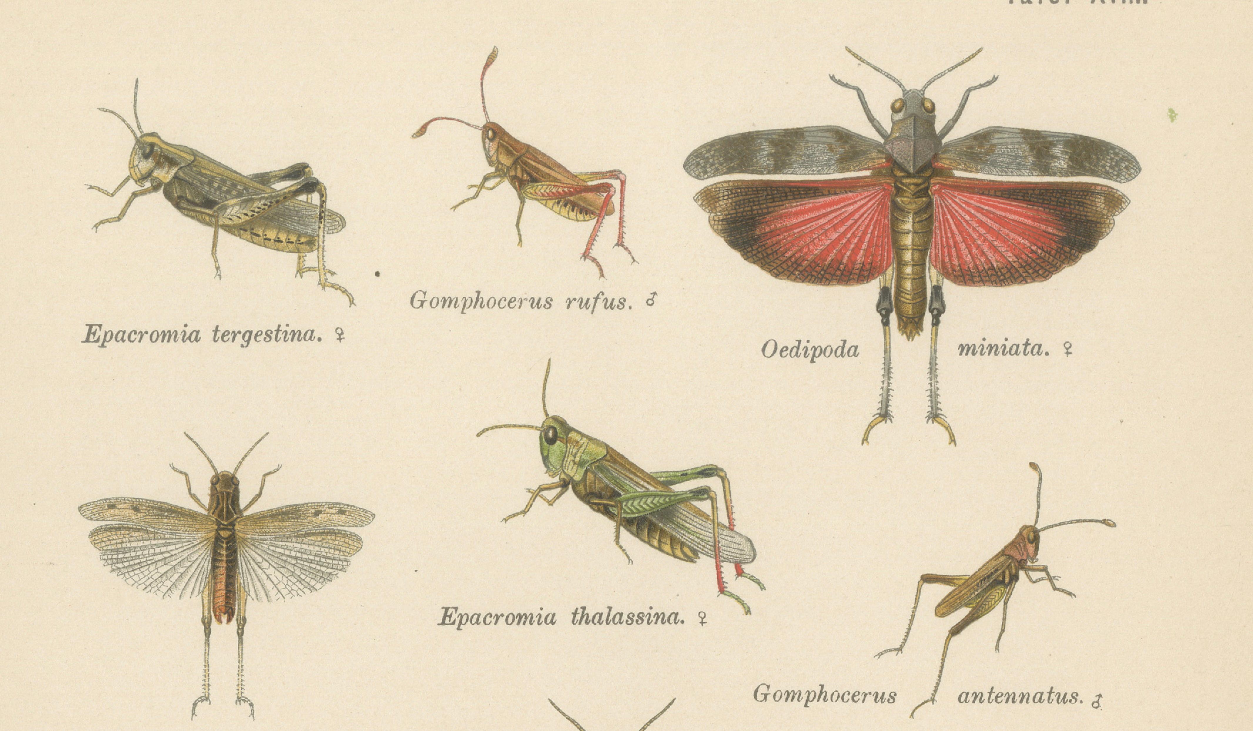 Mantis, Stick Insects & Grasshoppers – Antique Prints, Set of 3, 1908
