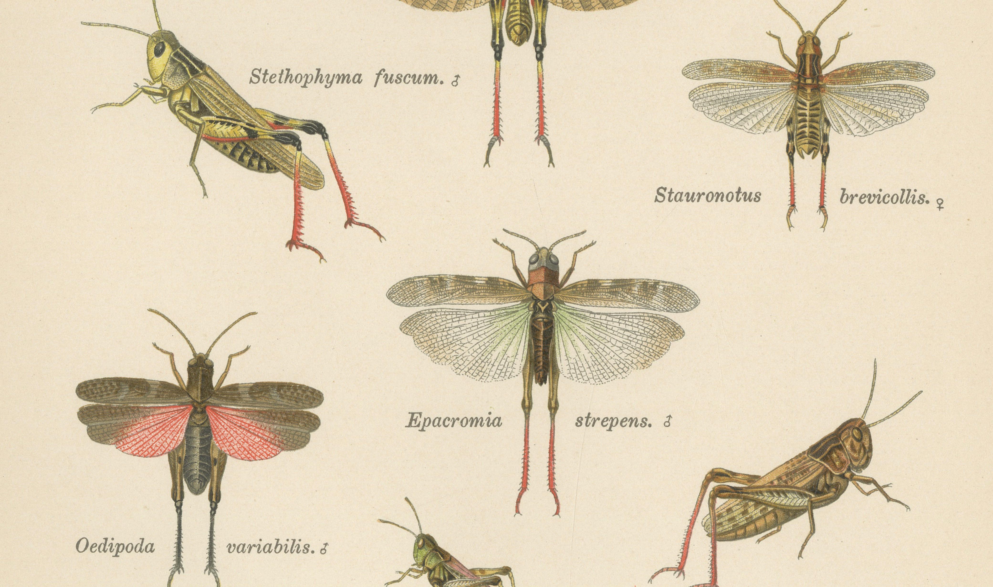 Mantis, Stick Insects & Grasshoppers – Antique Prints, Set of 3, 1908