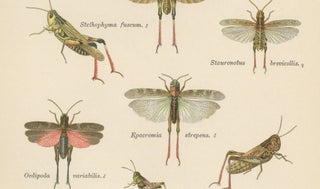 Mantis, Stick Insects & Grasshoppers, Antique Prints, Set of 3, 1908, view 11