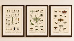 Mantis, Stick Insects & Grasshoppers – Antique Prints, Set of 3, 1908