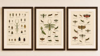 Mantis, Stick Insects & Grasshoppers, Antique Prints, Set of 3, 1908, view 2