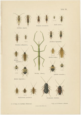 Mantis, Stick Insects & Grasshoppers, Antique Prints, Set of 3, 1908, view 3