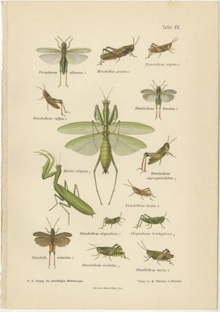 Mantis, Stick Insects & Grasshoppers, Antique Prints, Set of 3, 1908, view 4