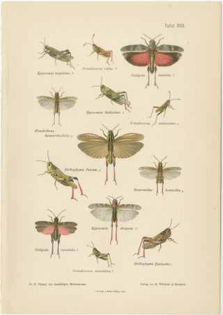 Mantis, Stick Insects & Grasshoppers, Antique Prints, Set of 3, 1908, view 5