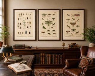 Mantis, Stick Insects & Grasshoppers, Antique Prints, Set of 3, 1908, view 6