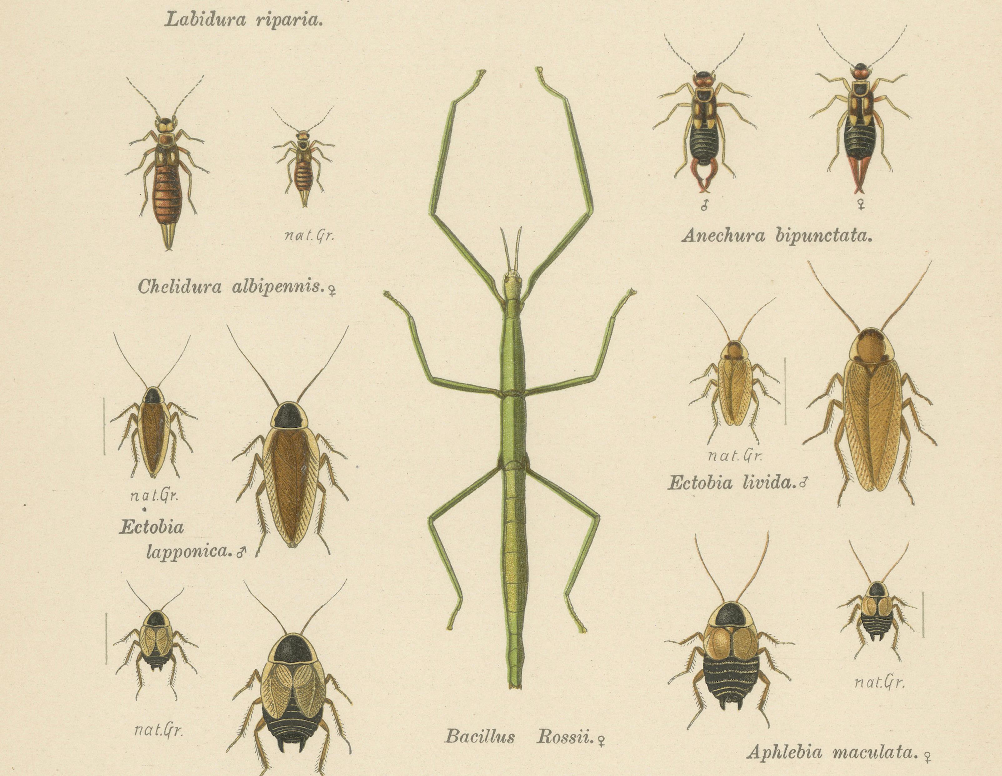 Mantis, Stick Insects & Grasshoppers – Antique Prints, Set of 3, 1908