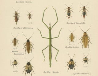 Mantis, Stick Insects & Grasshoppers, Antique Prints, Set of 3, 1908, view 7