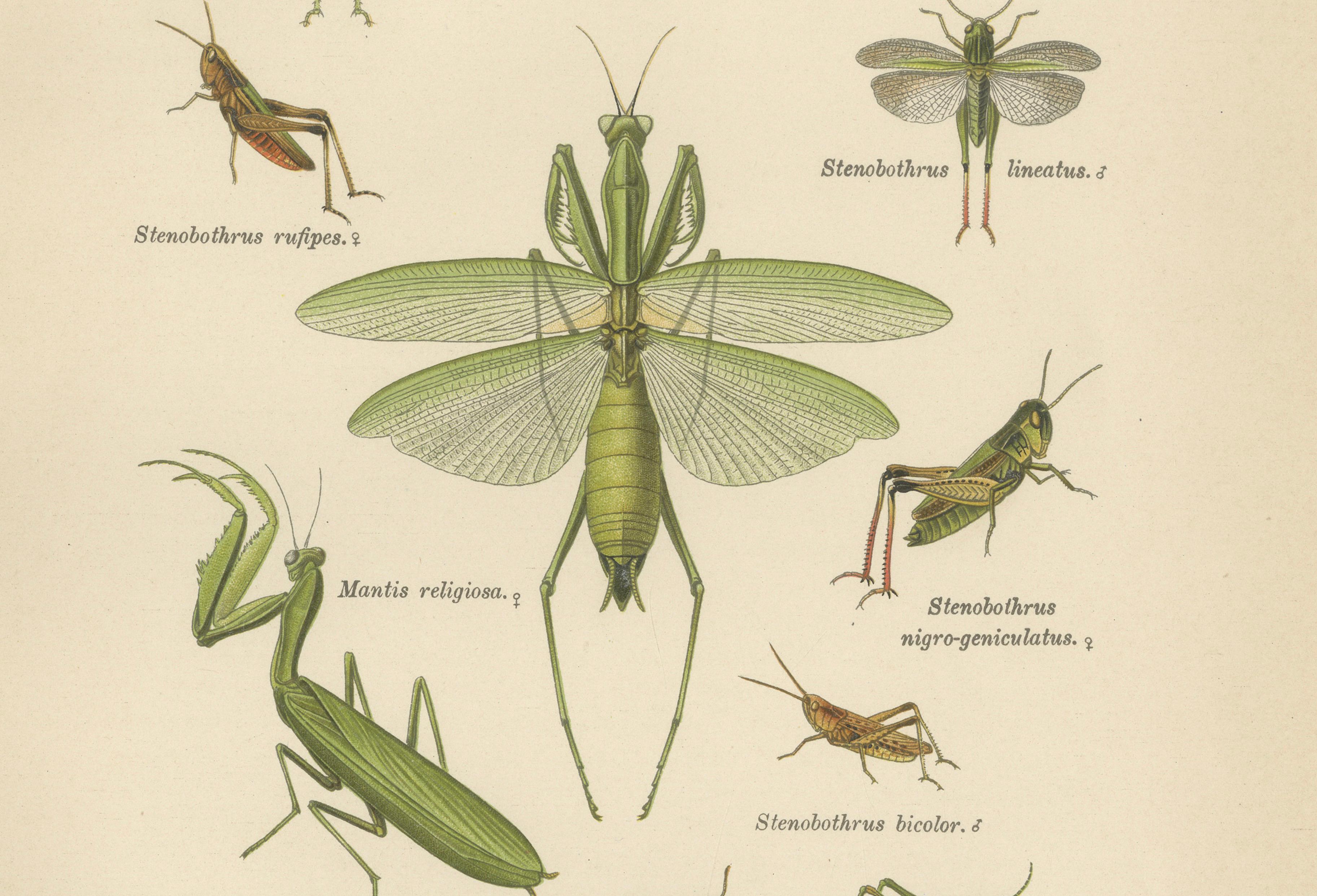 Mantis, Stick Insects & Grasshoppers – Antique Prints, Set of 3, 1908