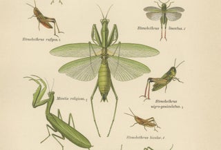 Mantis, Stick Insects & Grasshoppers, Antique Prints, Set of 3, 1908, view 8