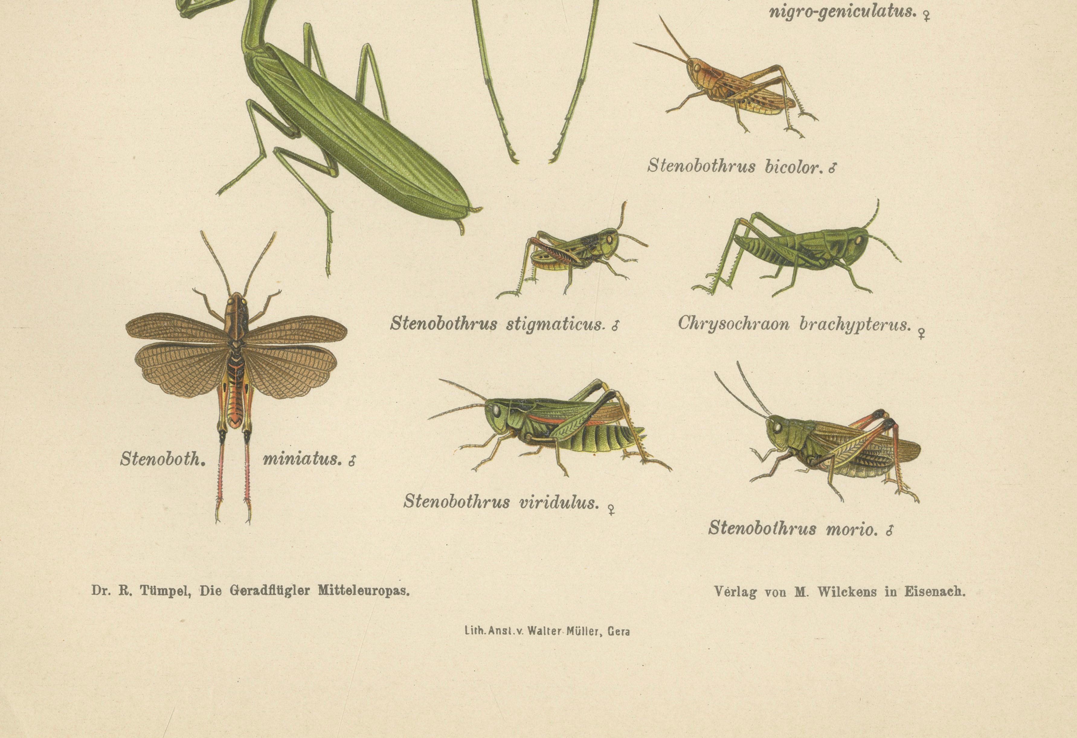 Mantis, Stick Insects & Grasshoppers – Antique Prints, Set of 3, 1908