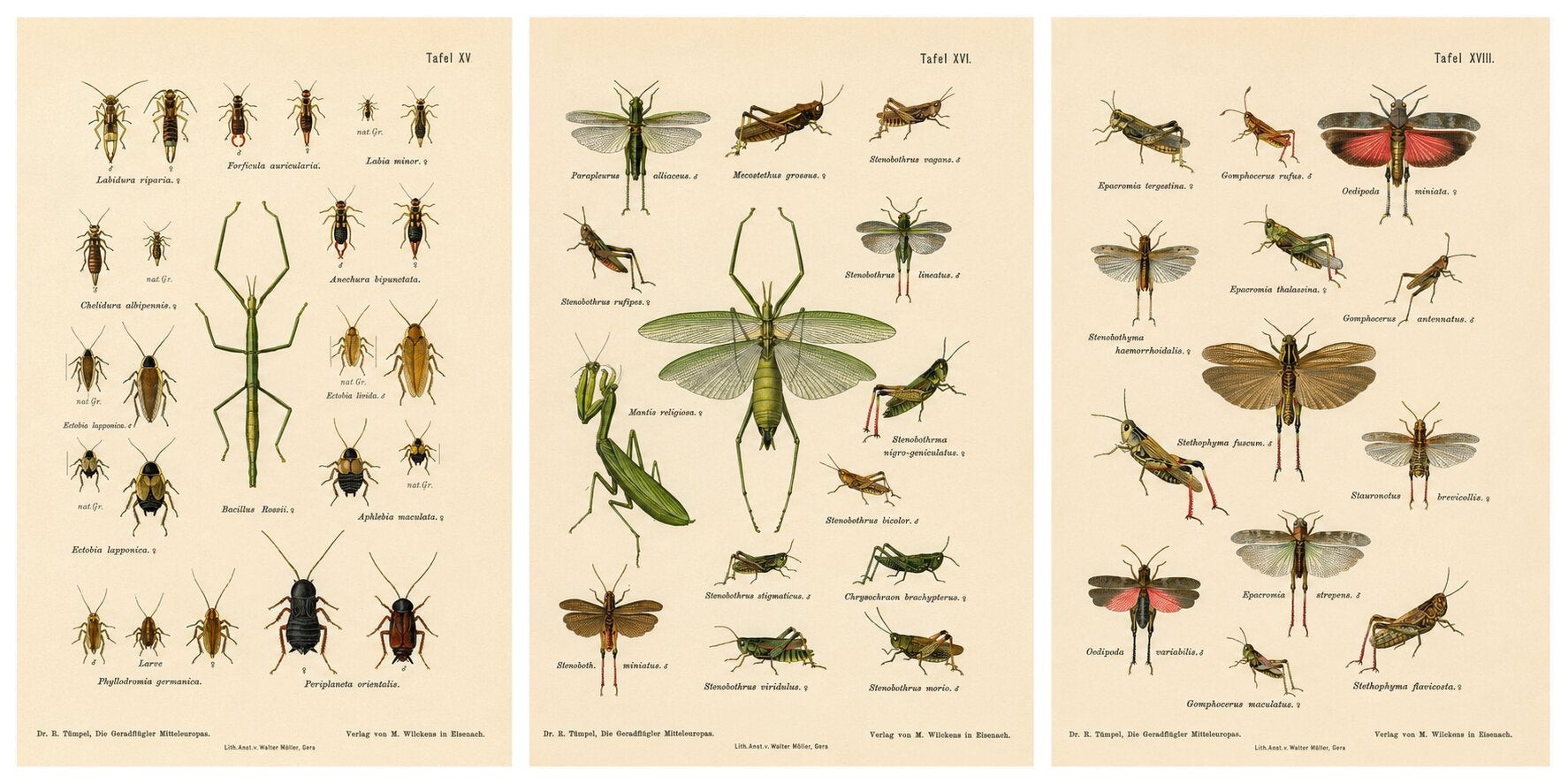 Mantis, Stick Insects & Grasshoppers – Antique Prints, Set of 3, 1908