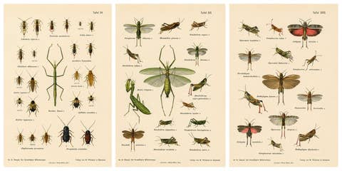 Mantis, Stick Insects & Grasshoppers – Antique Prints, Set of 3, 1908