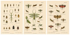 Mantes, phasmes et sauterelles – Gravures anciennes, lot de 3, 1908