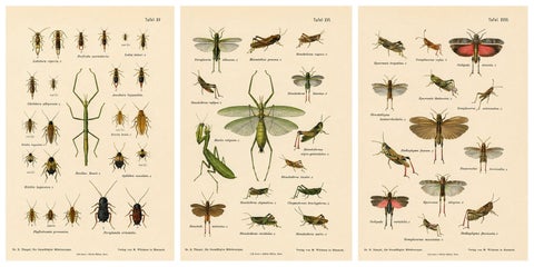 Mantis, Stick Insects & Grasshoppers, Antique Prints, Set of 3, 1908