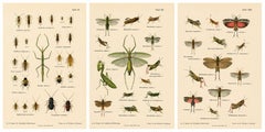 Mantis, Stick Insects & Grasshoppers – Antique Prints, Set of 3, 1908