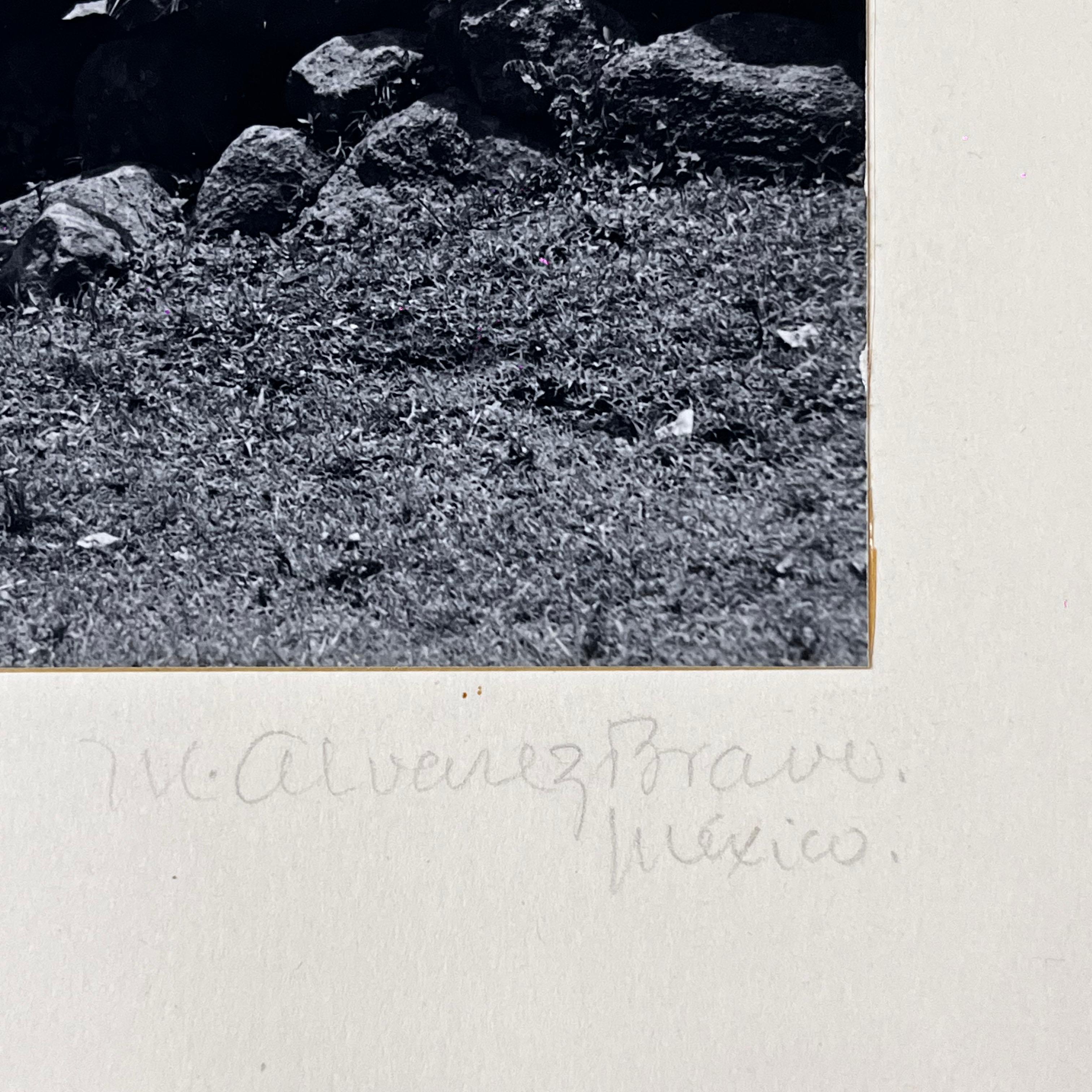 Mid-Century Modern Manuel Álvarez Bravo The Fences (Las Trancas) Original Photography For Sale
