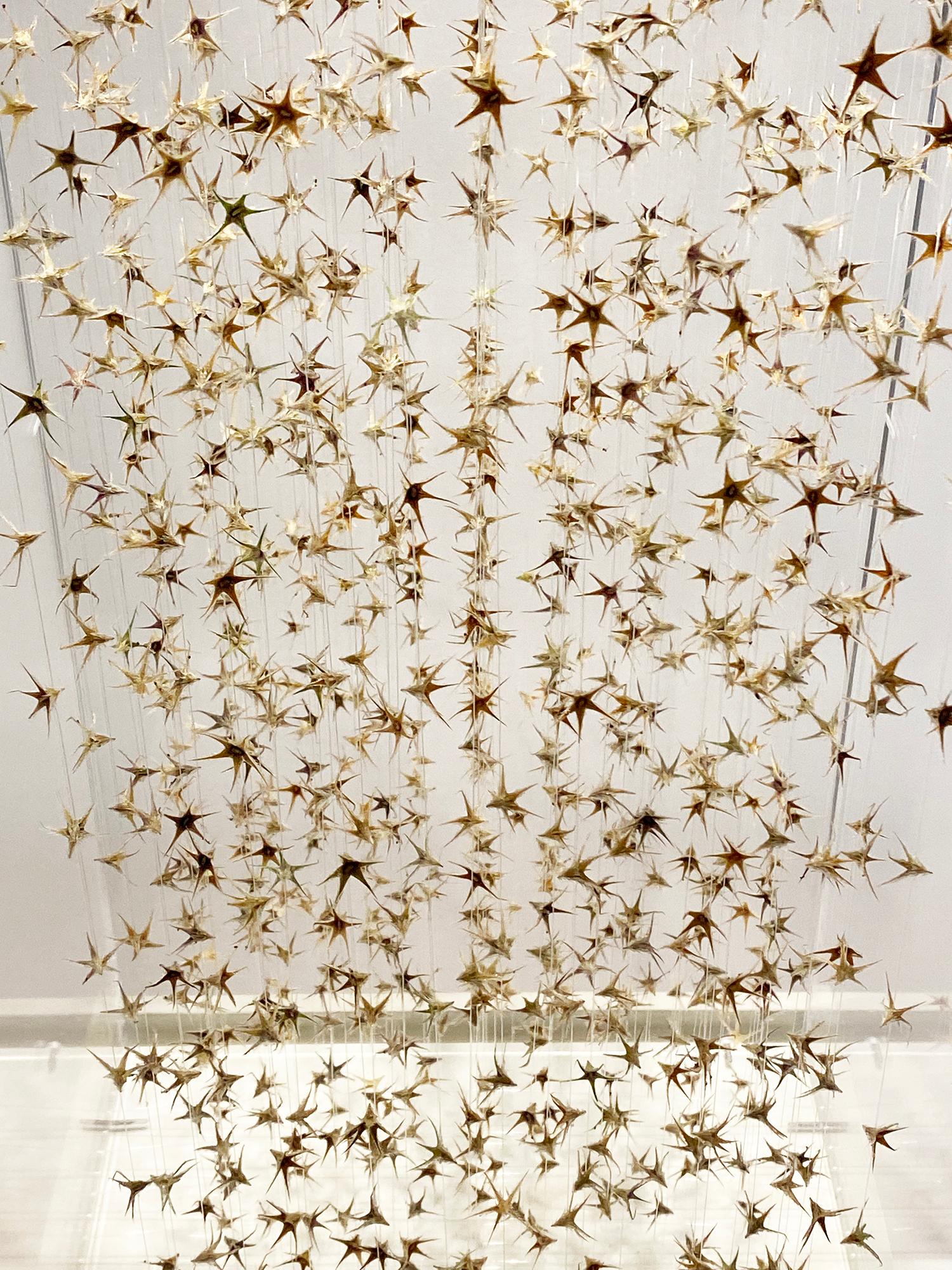 Poussières d'étoiles, dried flower installation, delicate installation of nature - Beige Abstract Sculpture by Manuèle Bernardi