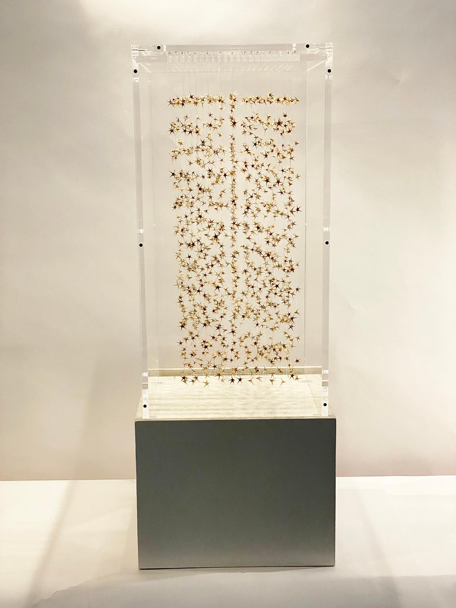 Poussières d'étoiles is a unique piece by French contemporary artist Manuèle Bernardi.
Dried clover flowers, nylon threads and cube in plexiglass (H 60 x 30 x30 cm) and base in tadelakt (H25cm)
Signed

After studying at the Académie Roederer and the