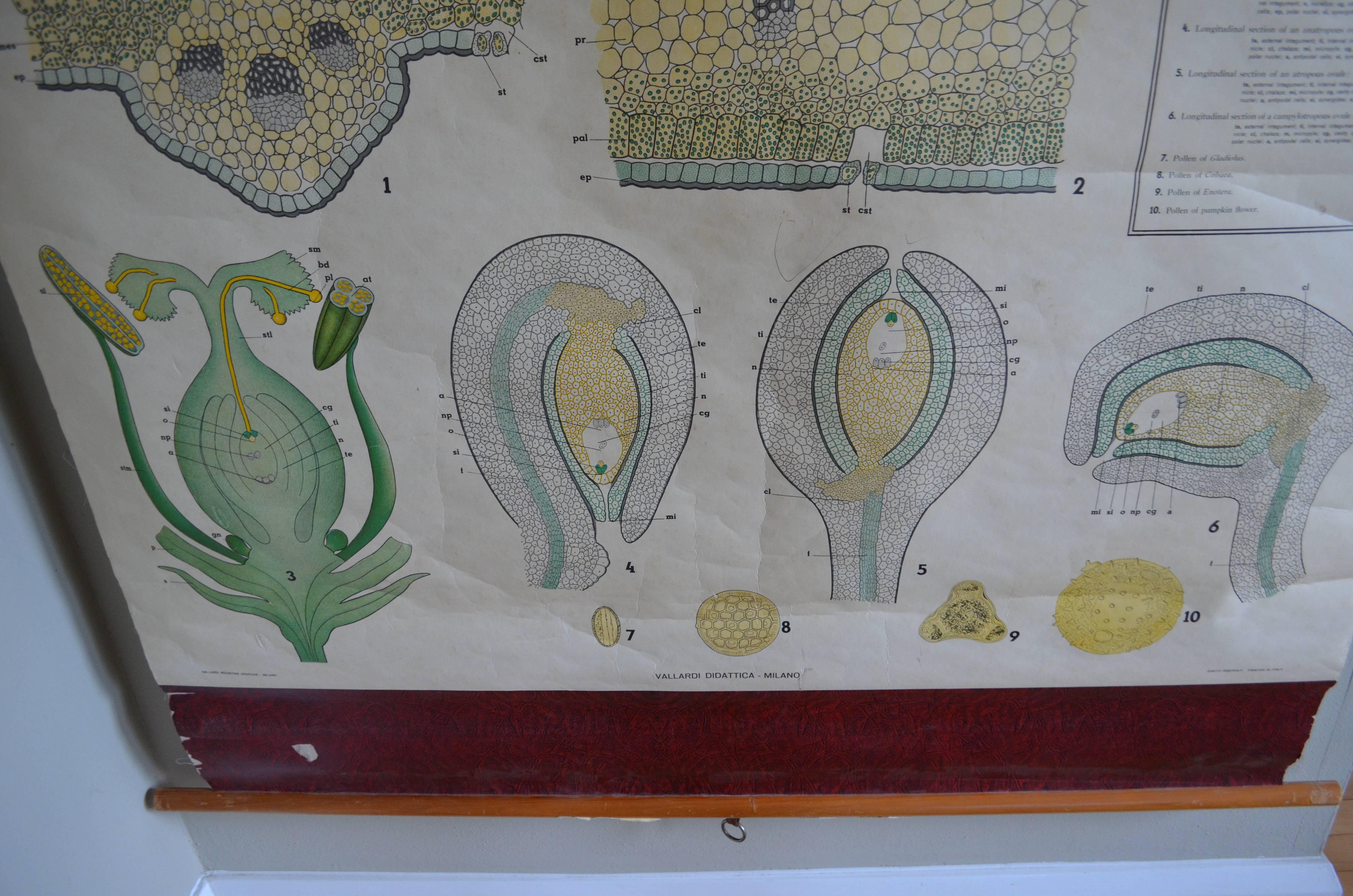 Map from the Biology Classroom 'The Stem, Leaf and Flower' For Sale 4