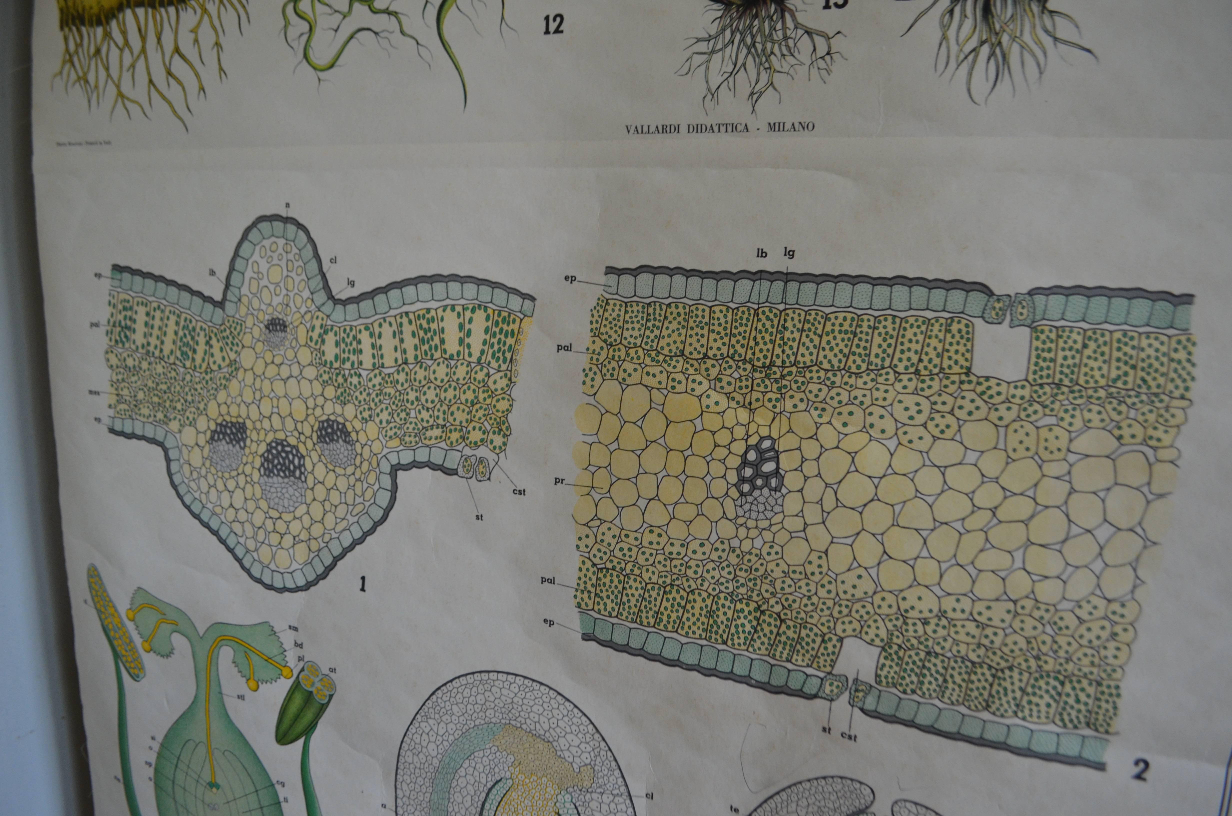 Map from the Biology Classroom 'The Stem, Leaf and Flower' For Sale 6