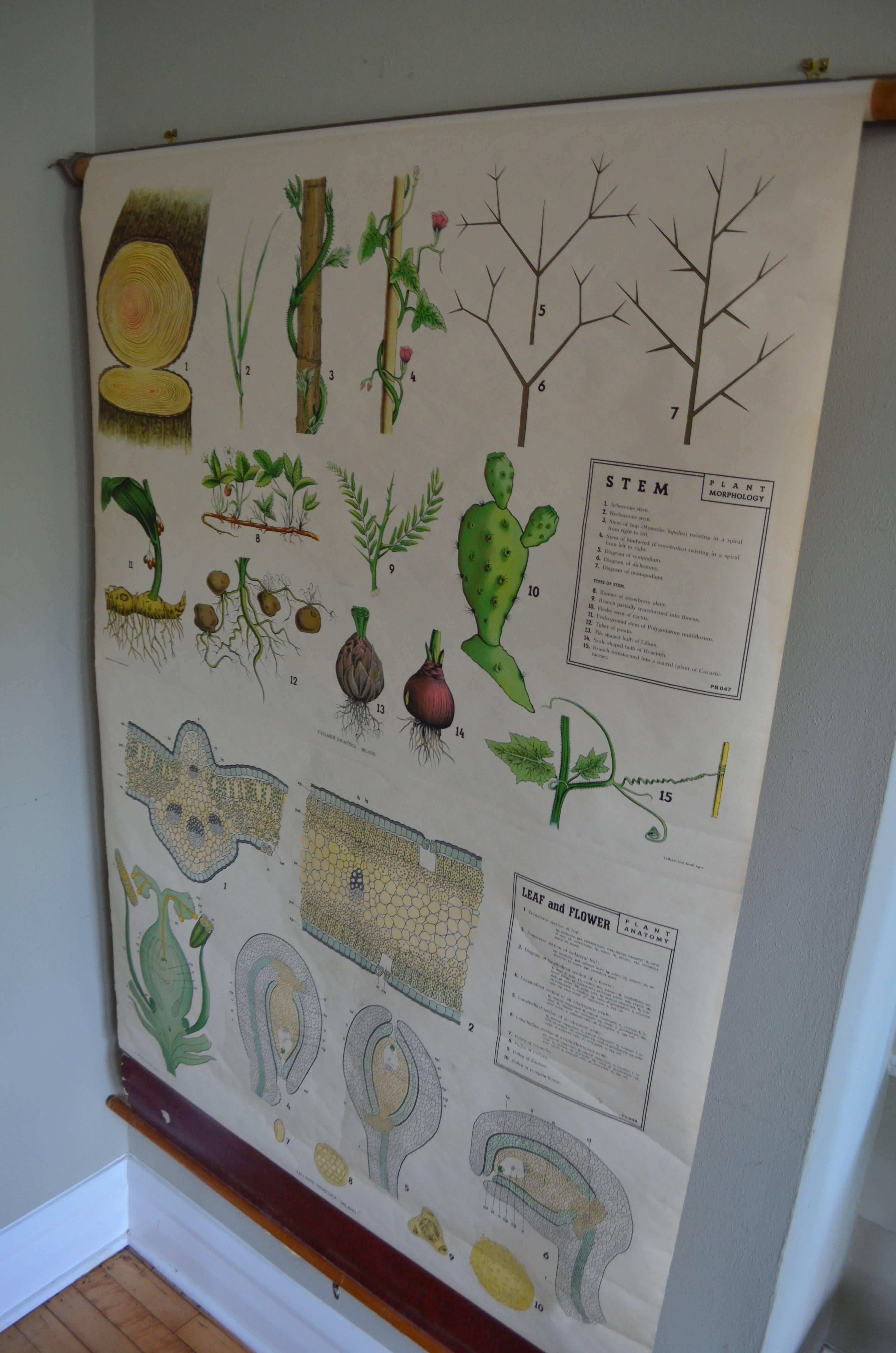 Map from the Biology Classroom 'The Stem, Leaf and Flower' For Sale 8