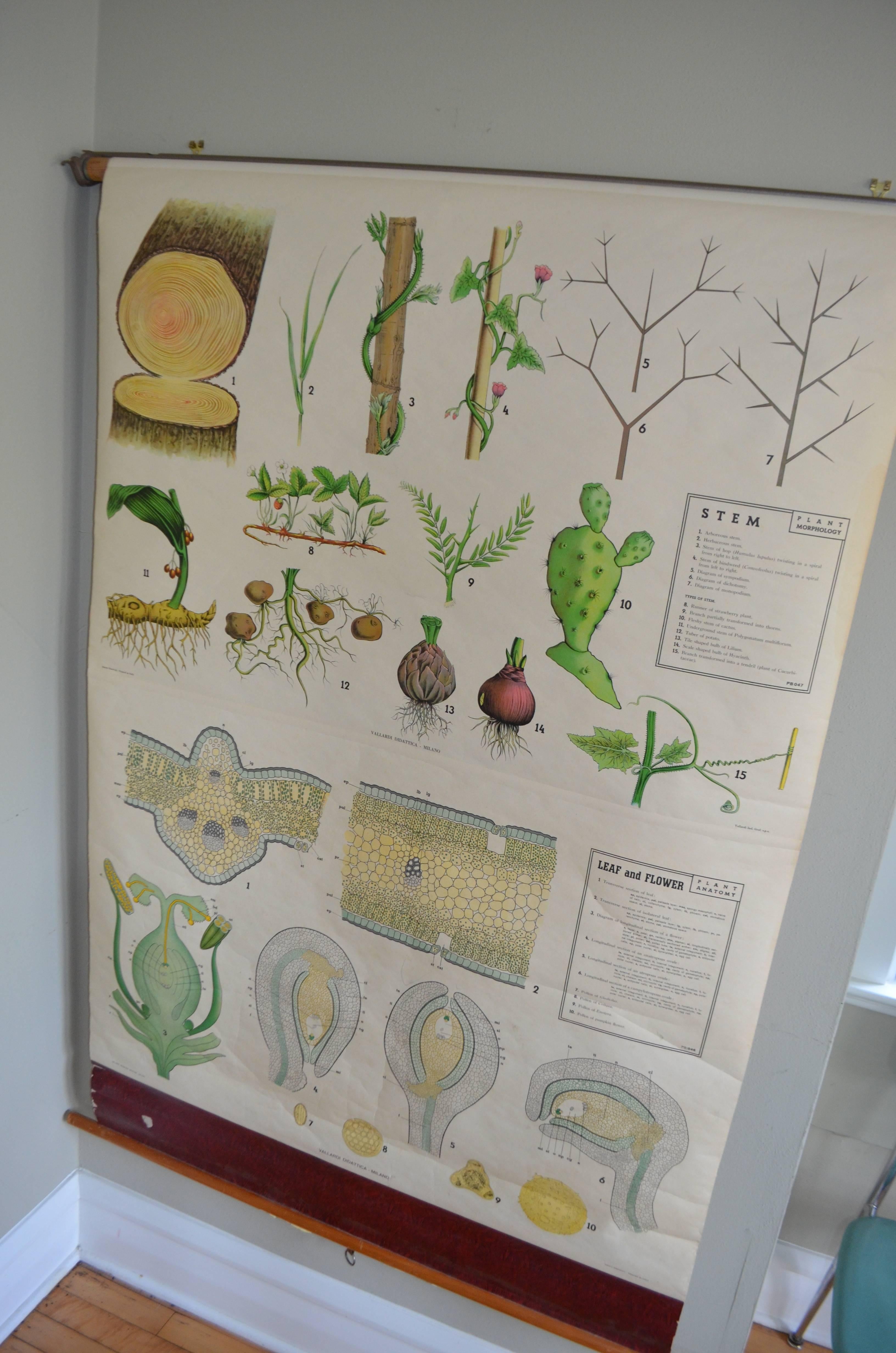 Map from the Biology Classroom 'The Stem, Leaf and Flower' For Sale 9
