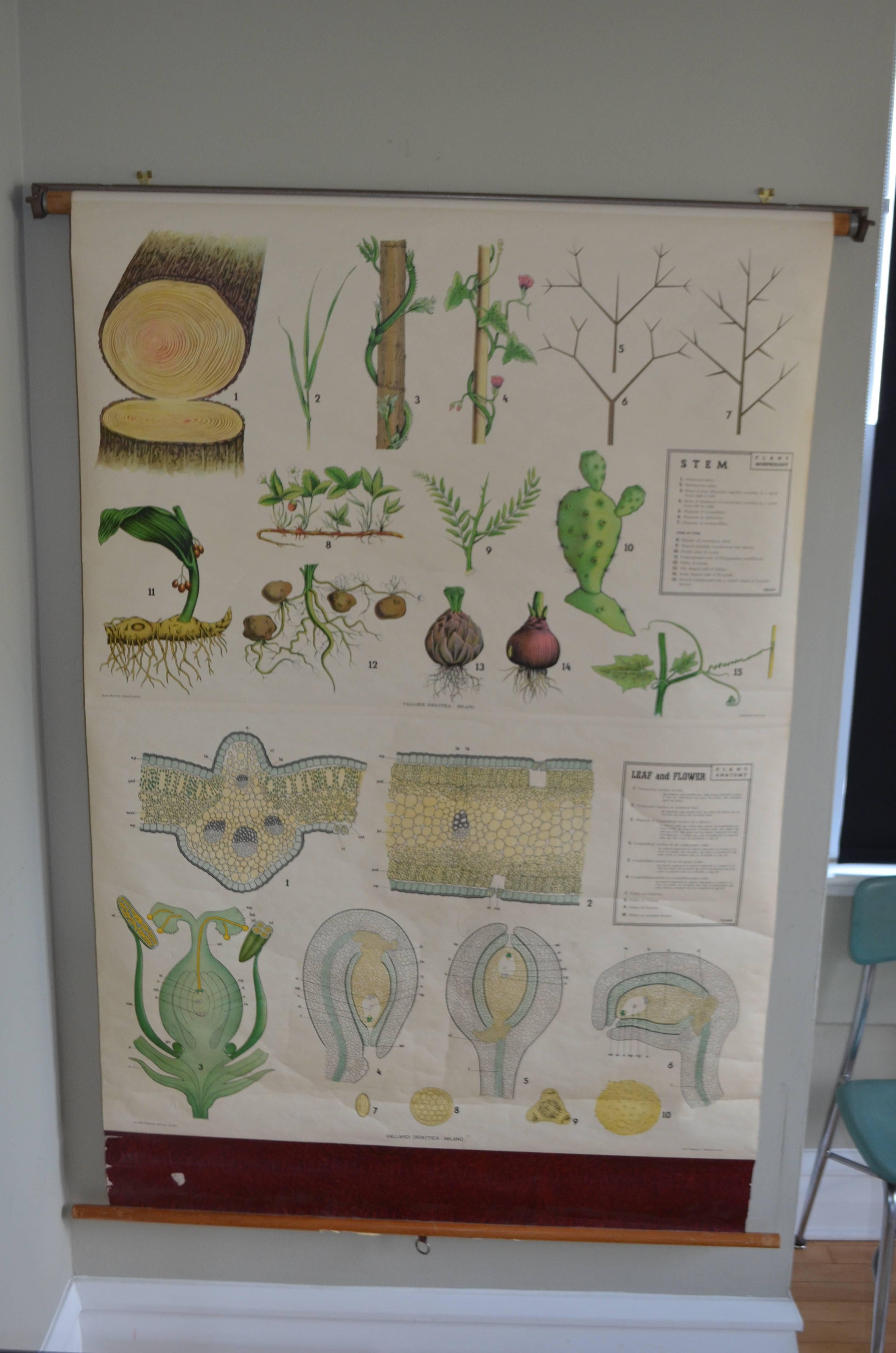 Map of The Stem, Leaf and Flower from the biology classroom. Beautifully-rendered illustrations of the various stages of plant life development. Printed in Milan, Italy in rich, sophisticated litho colors. Mounted on retractable wooden roller for