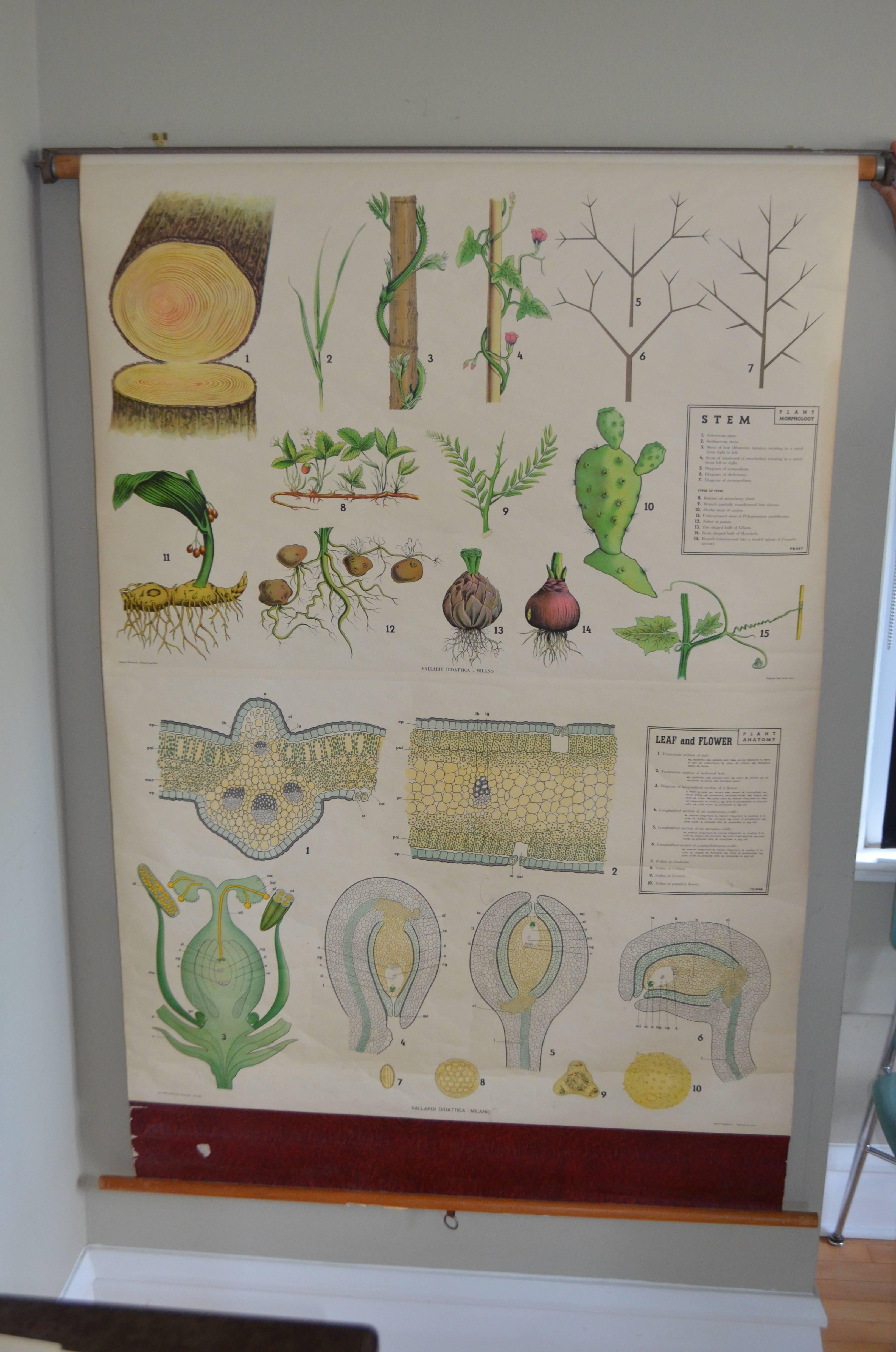 Schoolhouse Map from the Biology Classroom 'The Stem, Leaf and Flower' For Sale