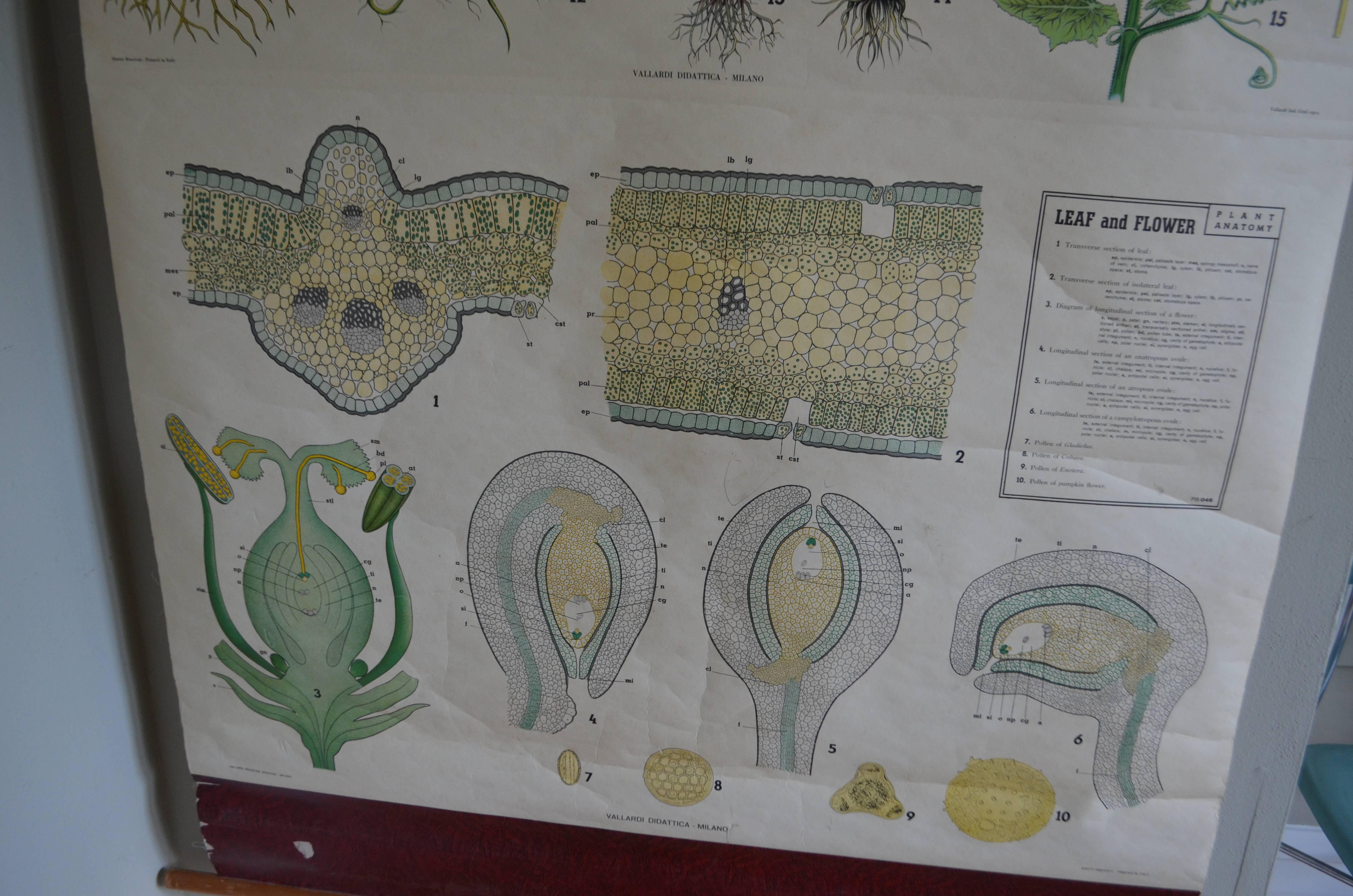 Italian Map from the Biology Classroom 'The Stem, Leaf and Flower' For Sale