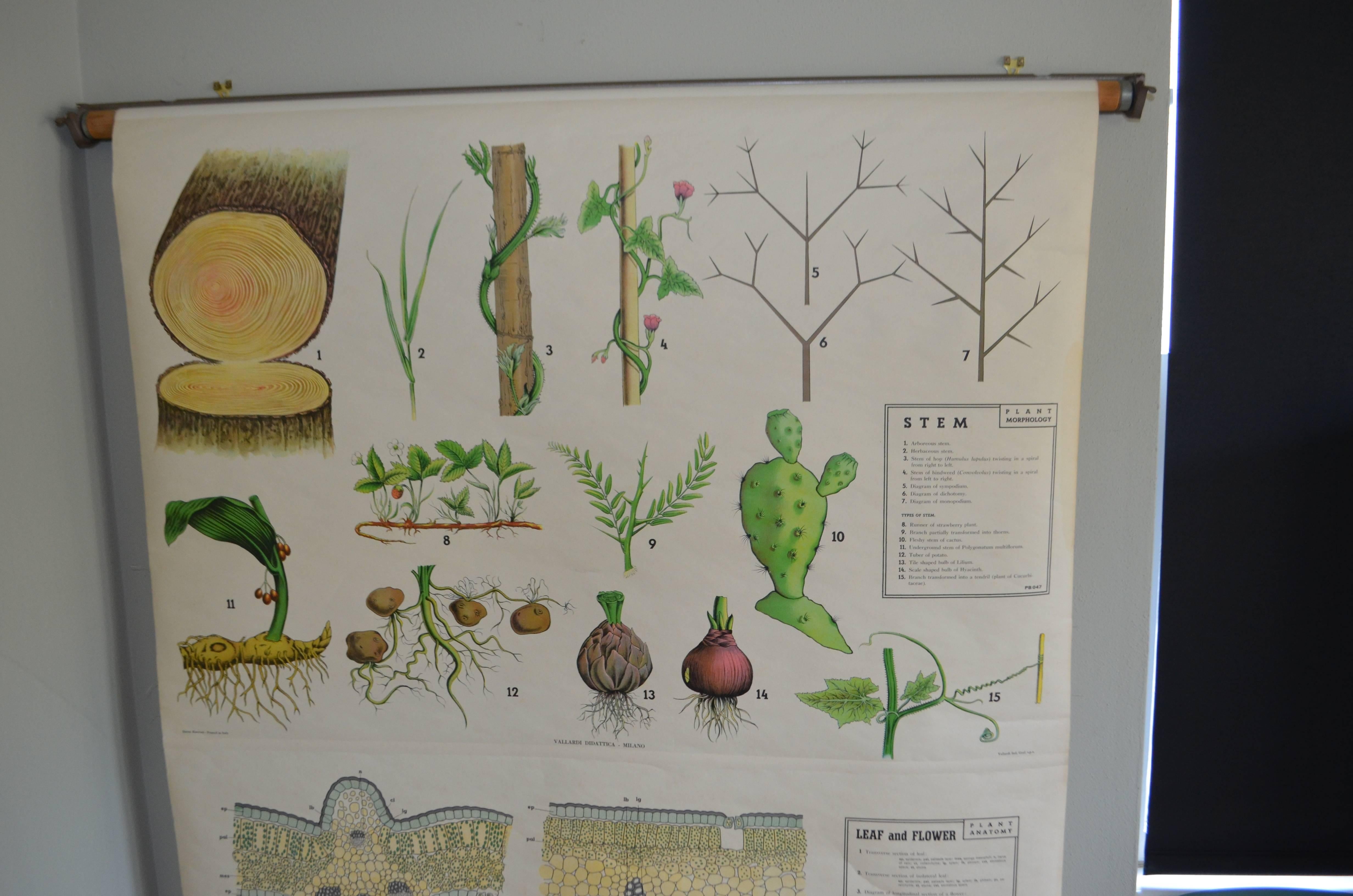 Map from the Biology Classroom 'The Stem, Leaf and Flower' In Good Condition For Sale In Madison, WI