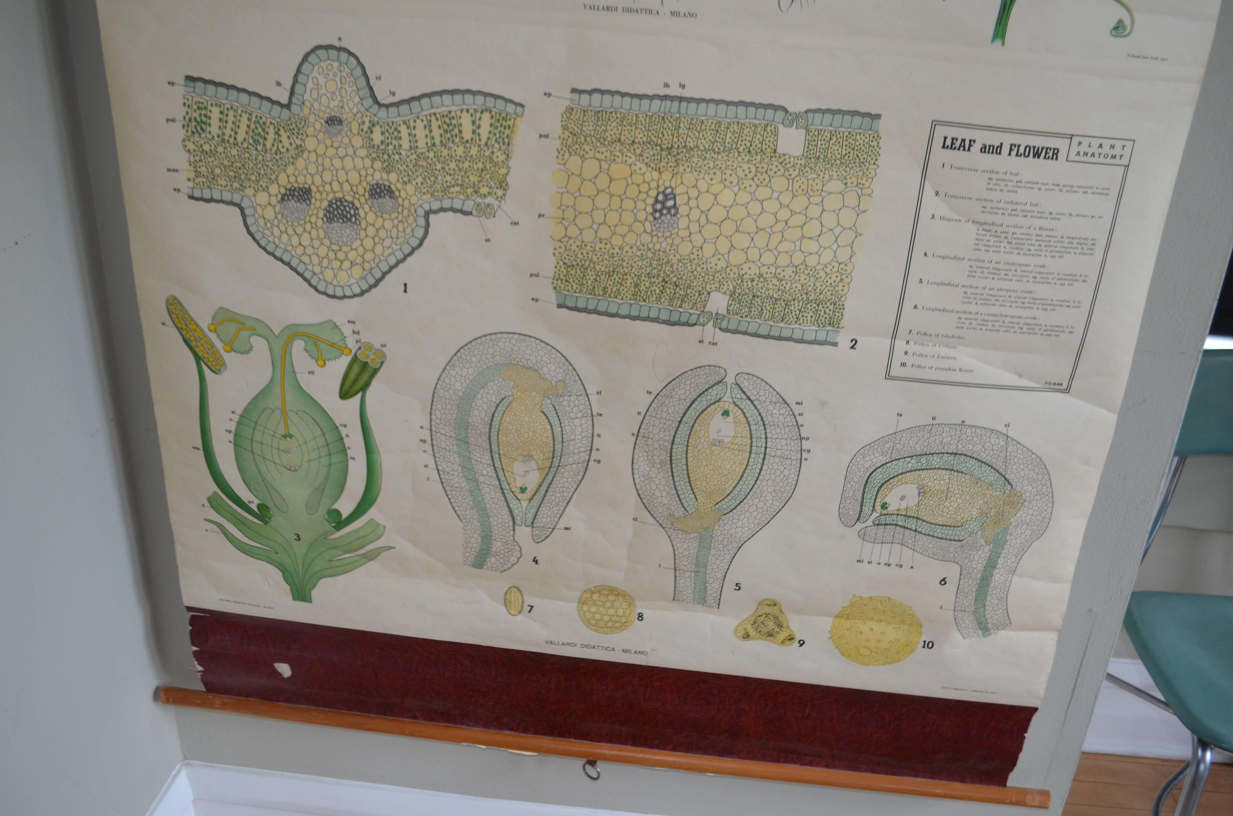 20th Century Map from the Biology Classroom 'The Stem, Leaf and Flower' For Sale