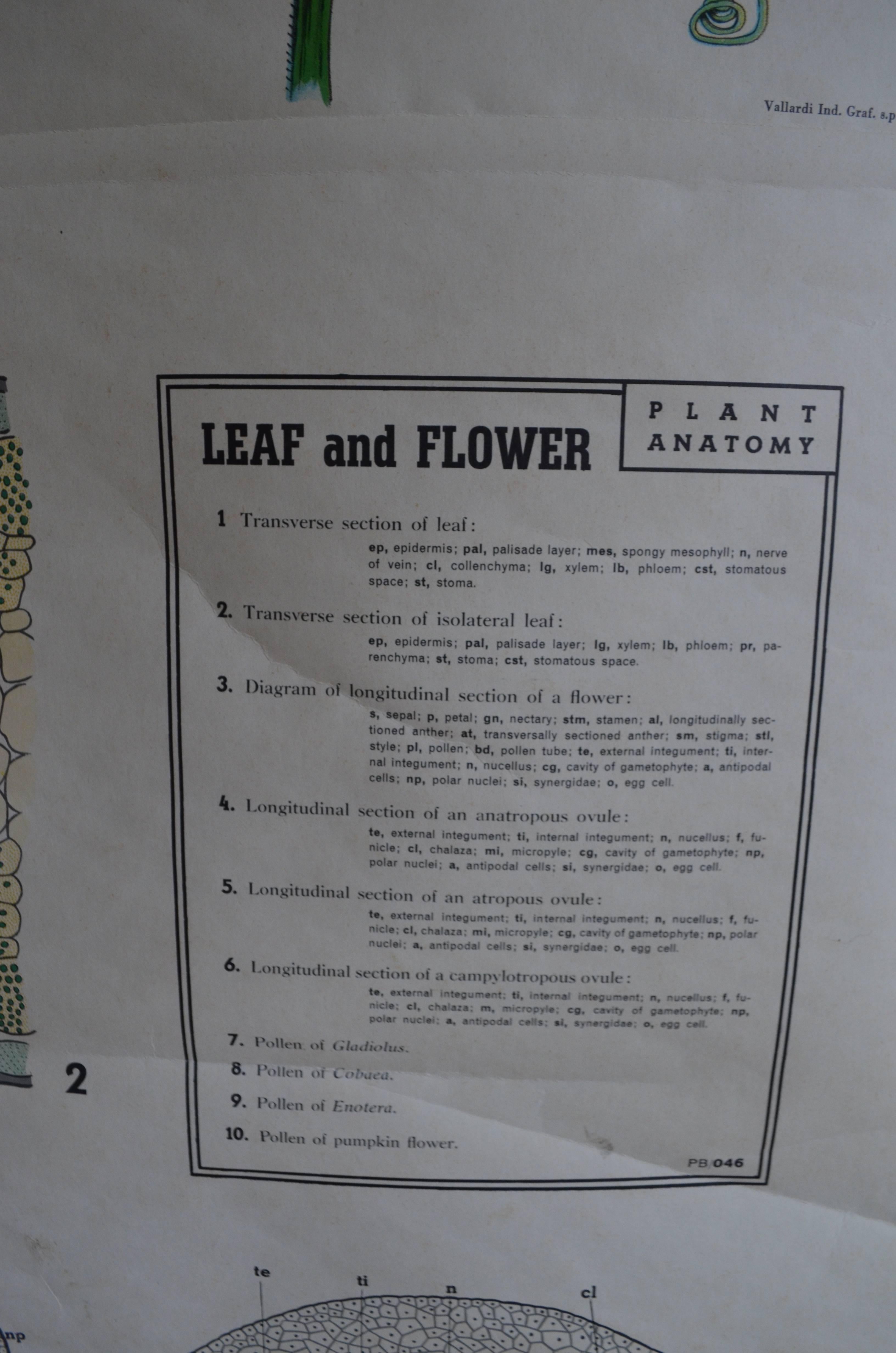 Map from the Biology Classroom 'The Stem, Leaf and Flower' For Sale 1