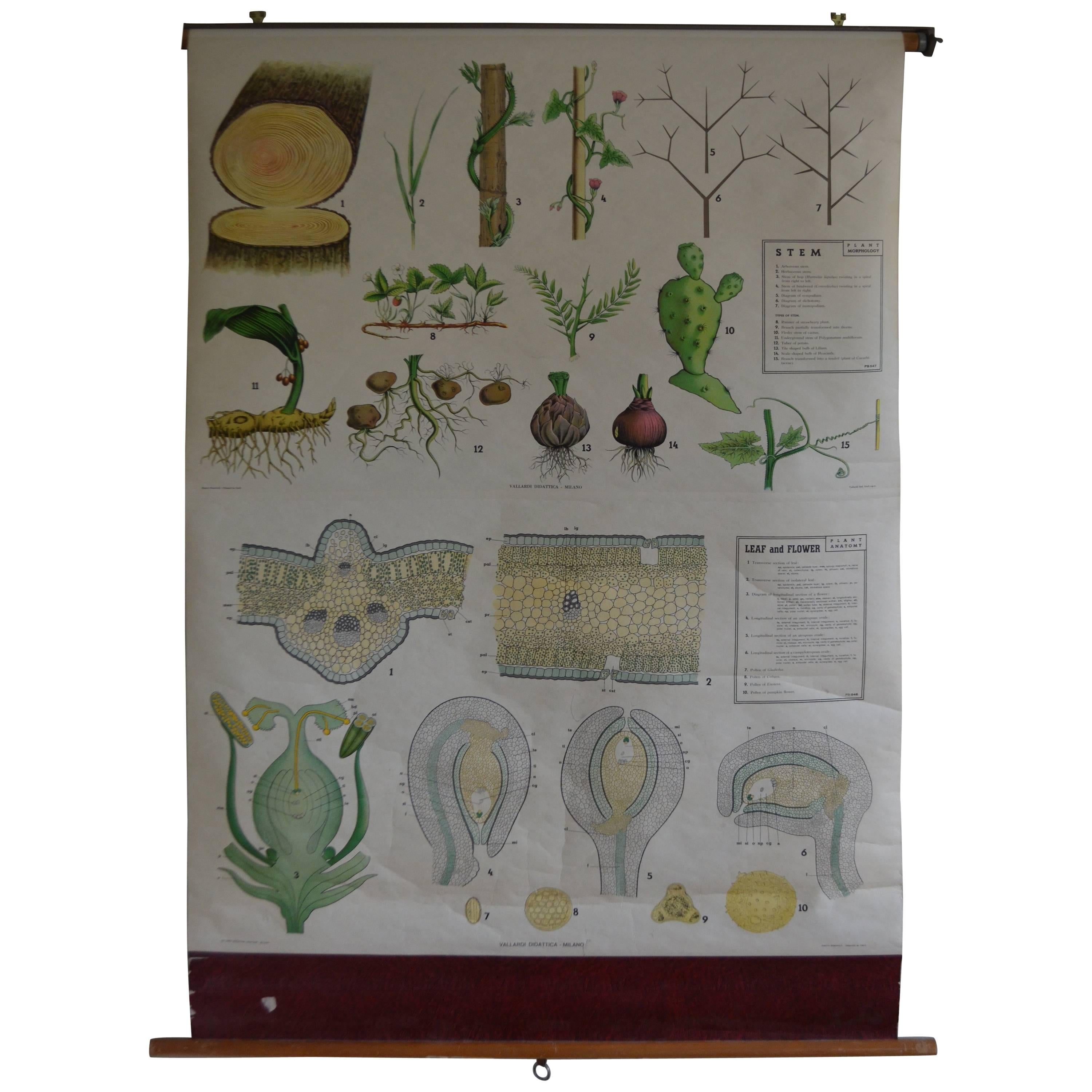 Map from the Biology Classroom 'The Stem, Leaf and Flower' For Sale