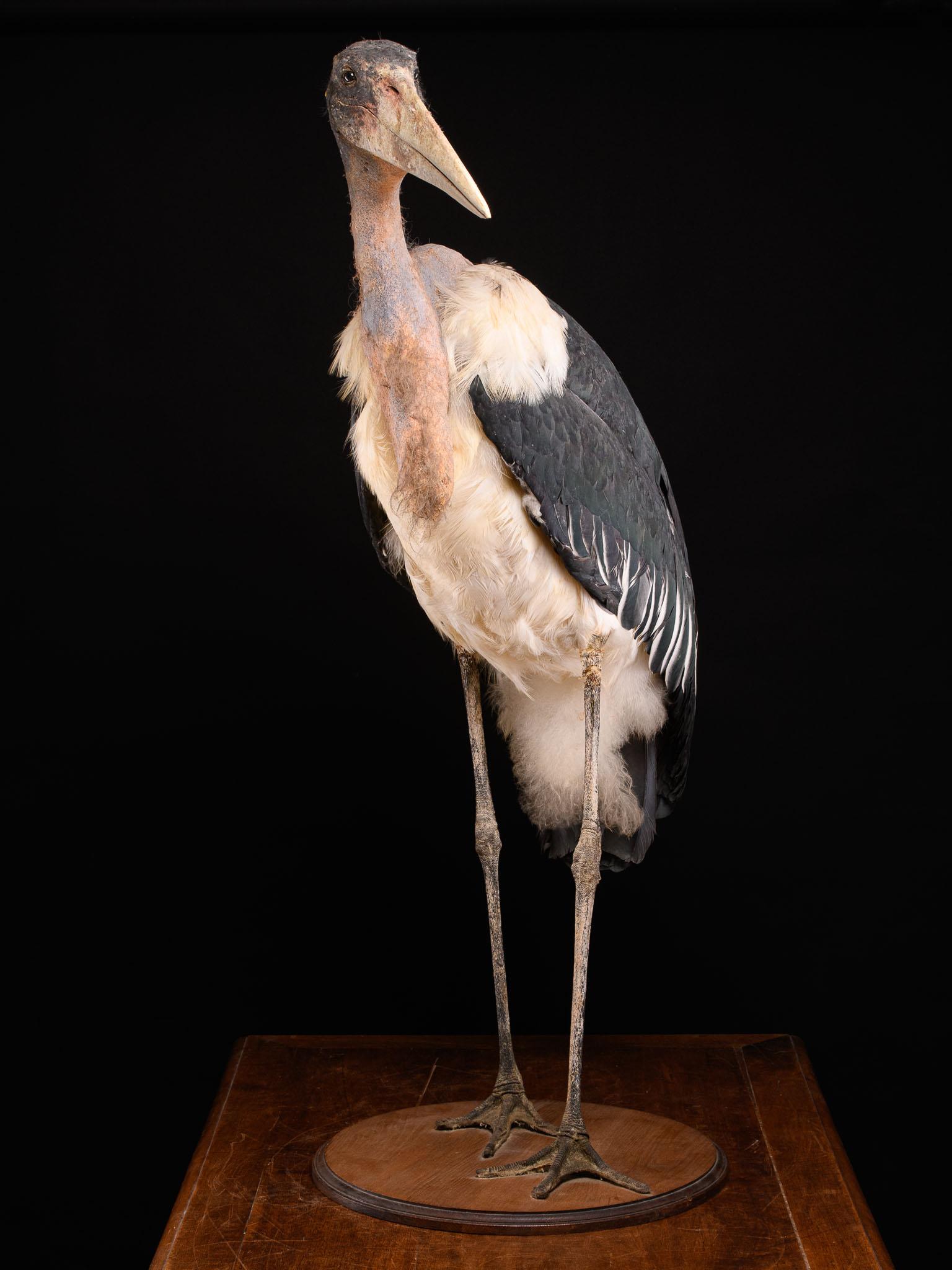 Organic Material Marabou Stork 'Leptoptilos Crumenifer' Taxidermy on a Round Wooden Bas