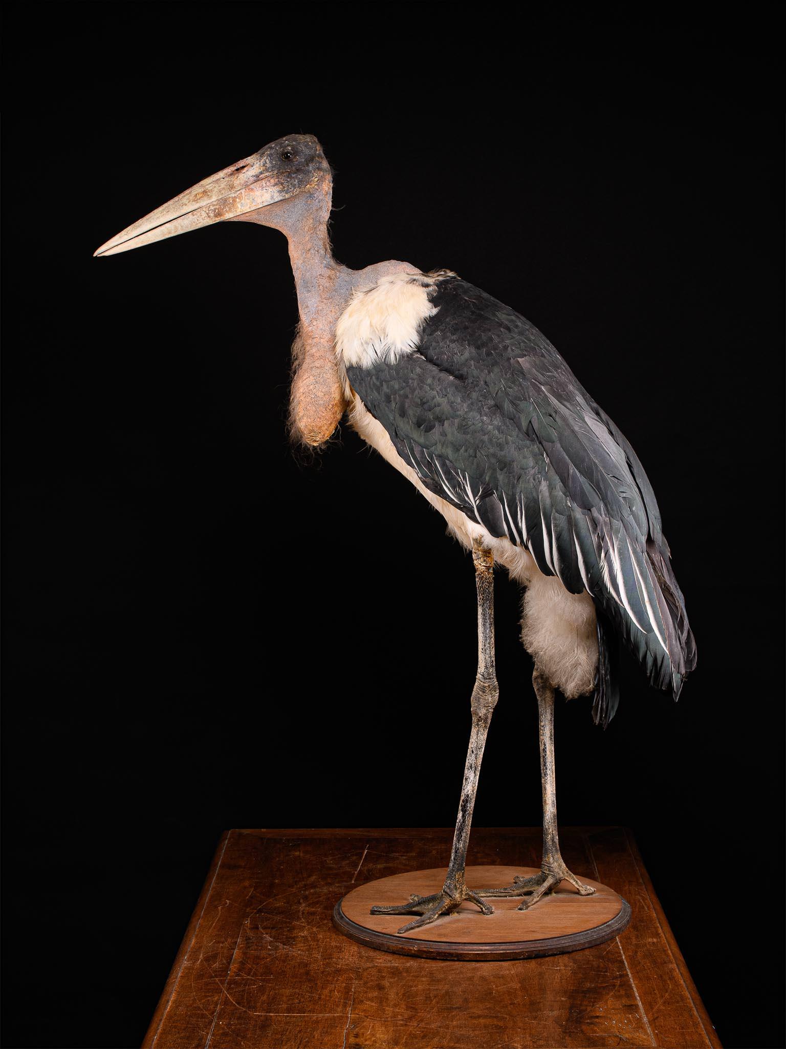 The Marabou Stork is observed in the marshes, lakeshores and rivers of Africa. Its plumage is slate grey and whitish below; it has long legs, and flies folded neck. It lives and feeds into the open arid bush and the wooded savanna. It’s close to