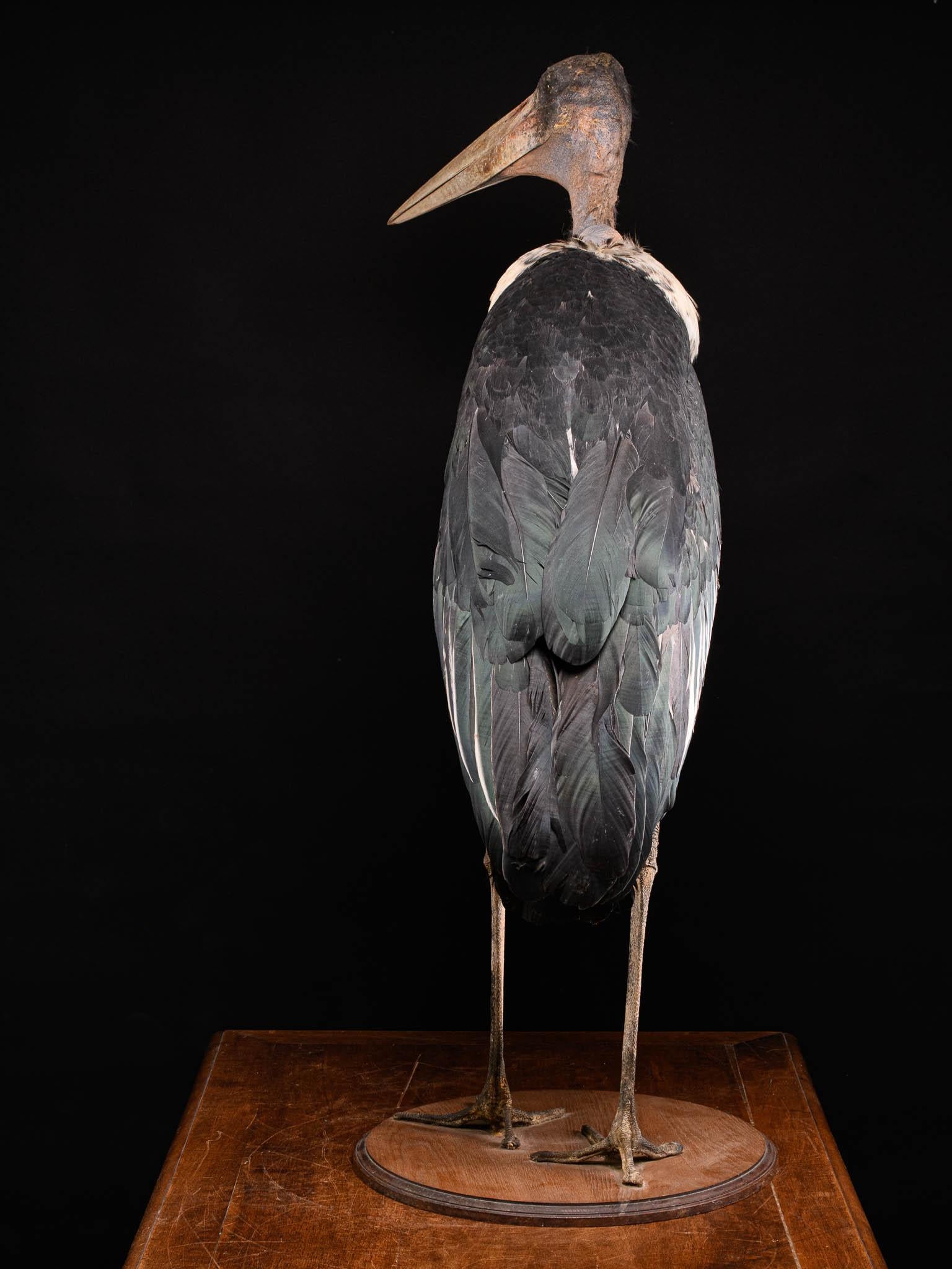 shoebill stork for sale