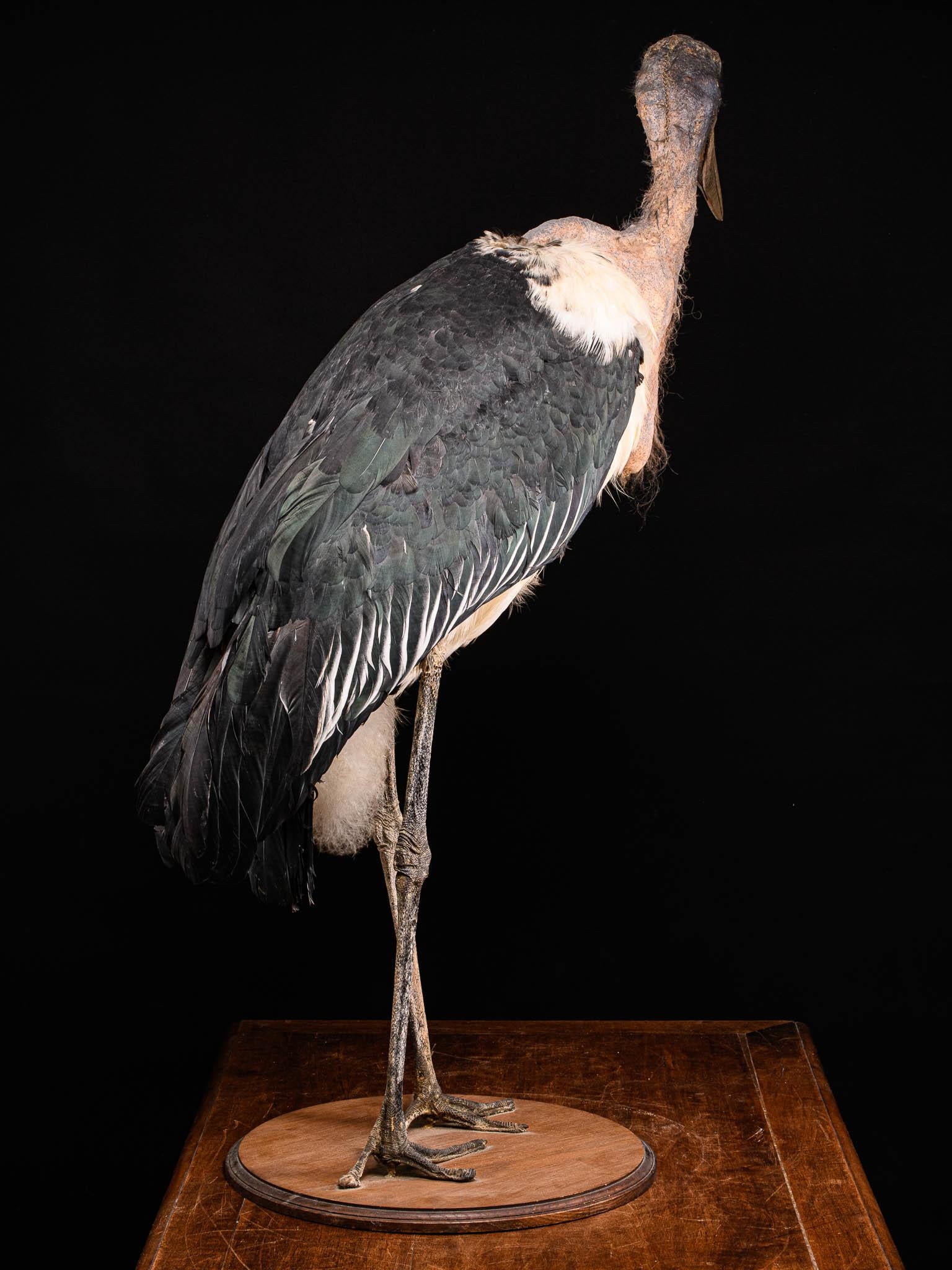 marabou stork size