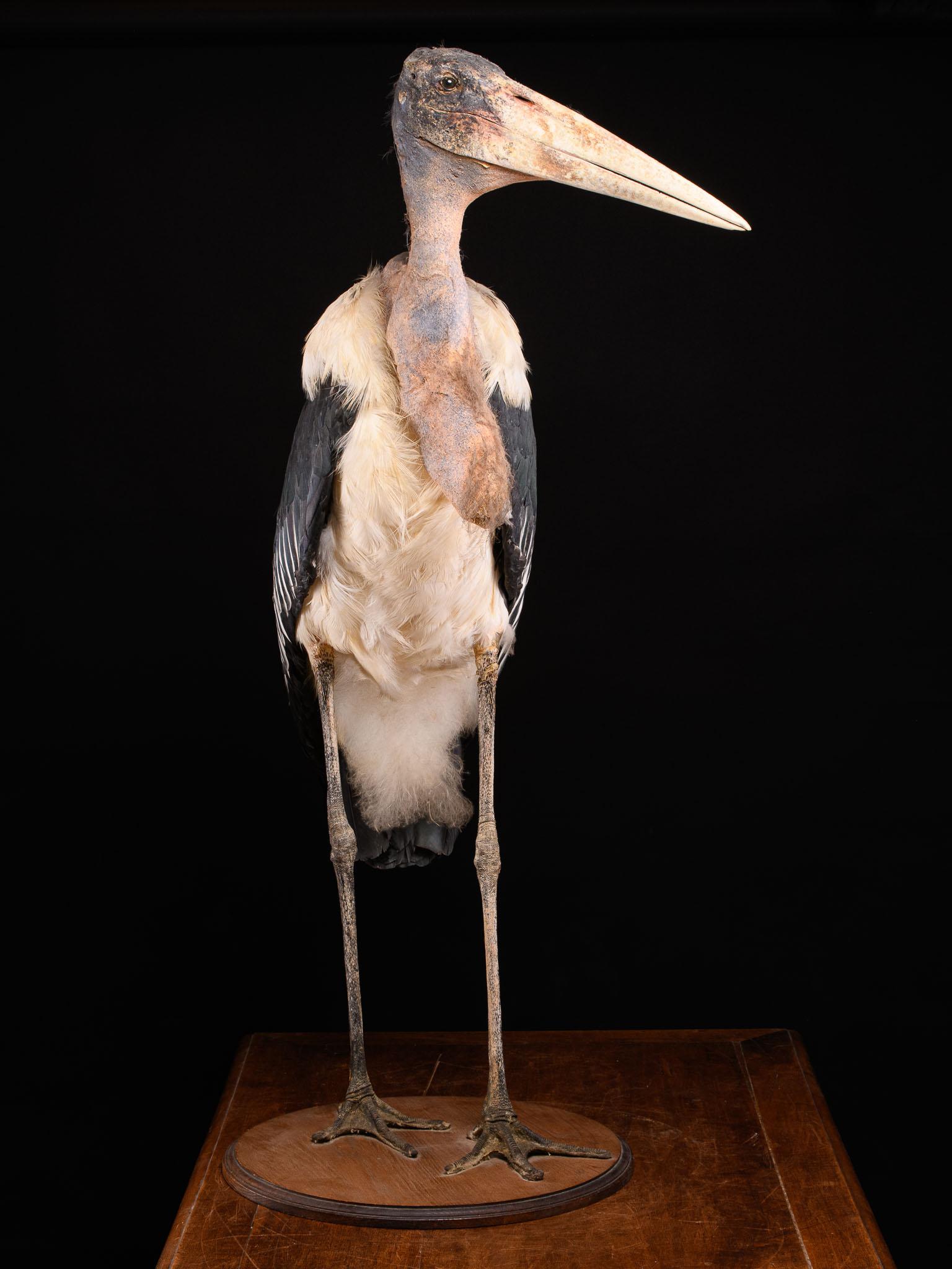 Hand-Crafted Marabou Stork 'Leptoptilos Crumenifer' Taxidermy on a Round Wooden Bas