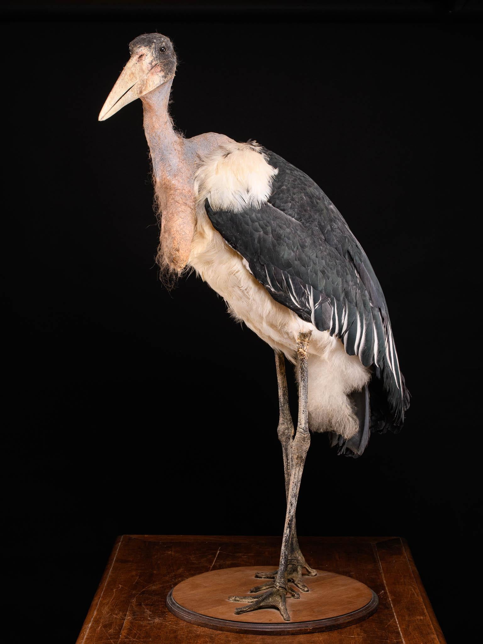 Marabou Stork 'Leptoptilos Crumenifer' Taxidermy on a Round Wooden Bas In Good Condition In Leuven , BE