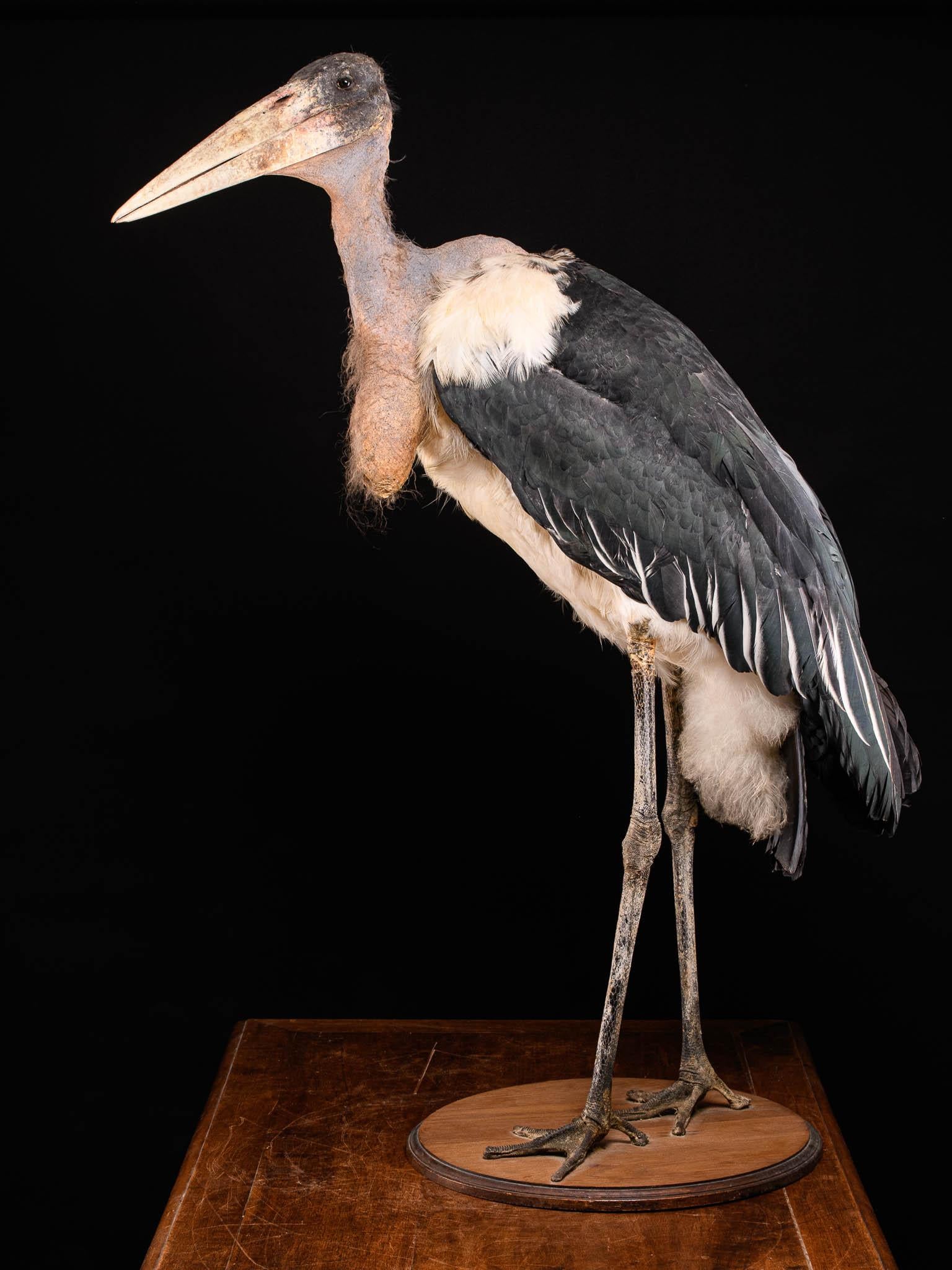 20th Century Marabou Stork 'Leptoptilos Crumenifer' Taxidermy on a Round Wooden Bas