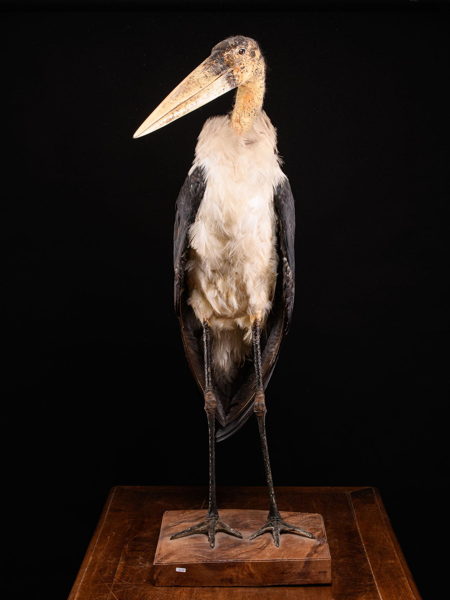 Marabou Stork taxidermy (Leptoptilos crumenifer (NR))

Bald-headed black and grey feathers with very long legs and a large triangular beak. Mounted in a walking position on a wooden base .Wings are folded back against its body. Walking straight with