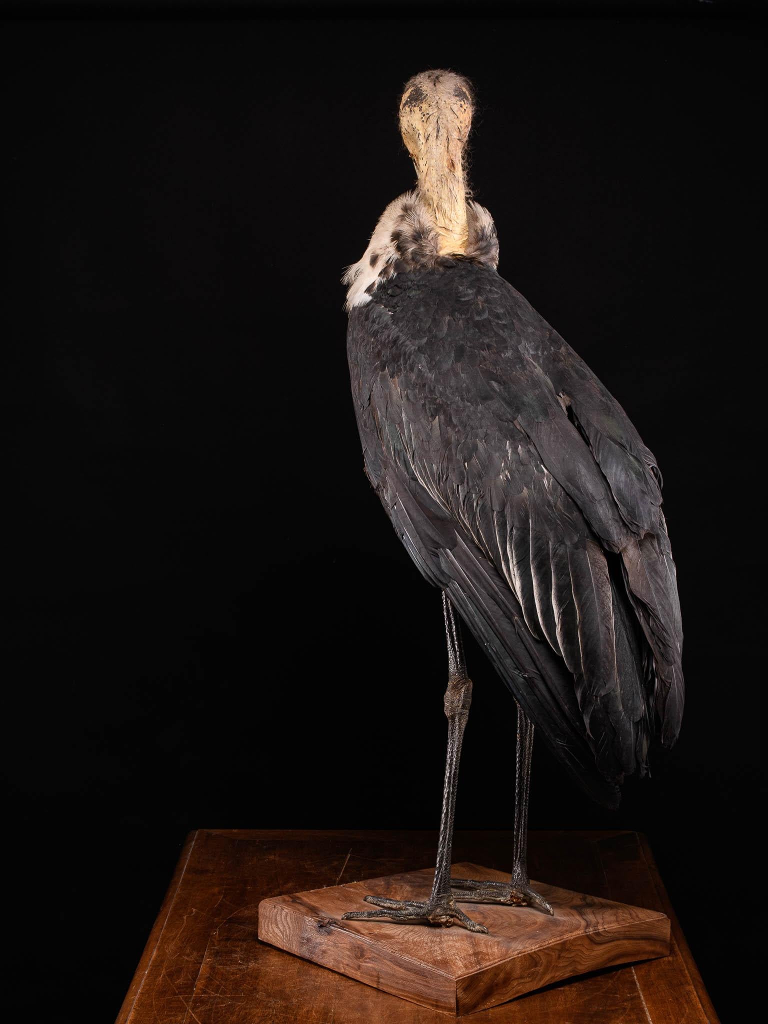Marabu Stork Taxidermie im Zustand „Gut“ im Angebot in Leuven , BE