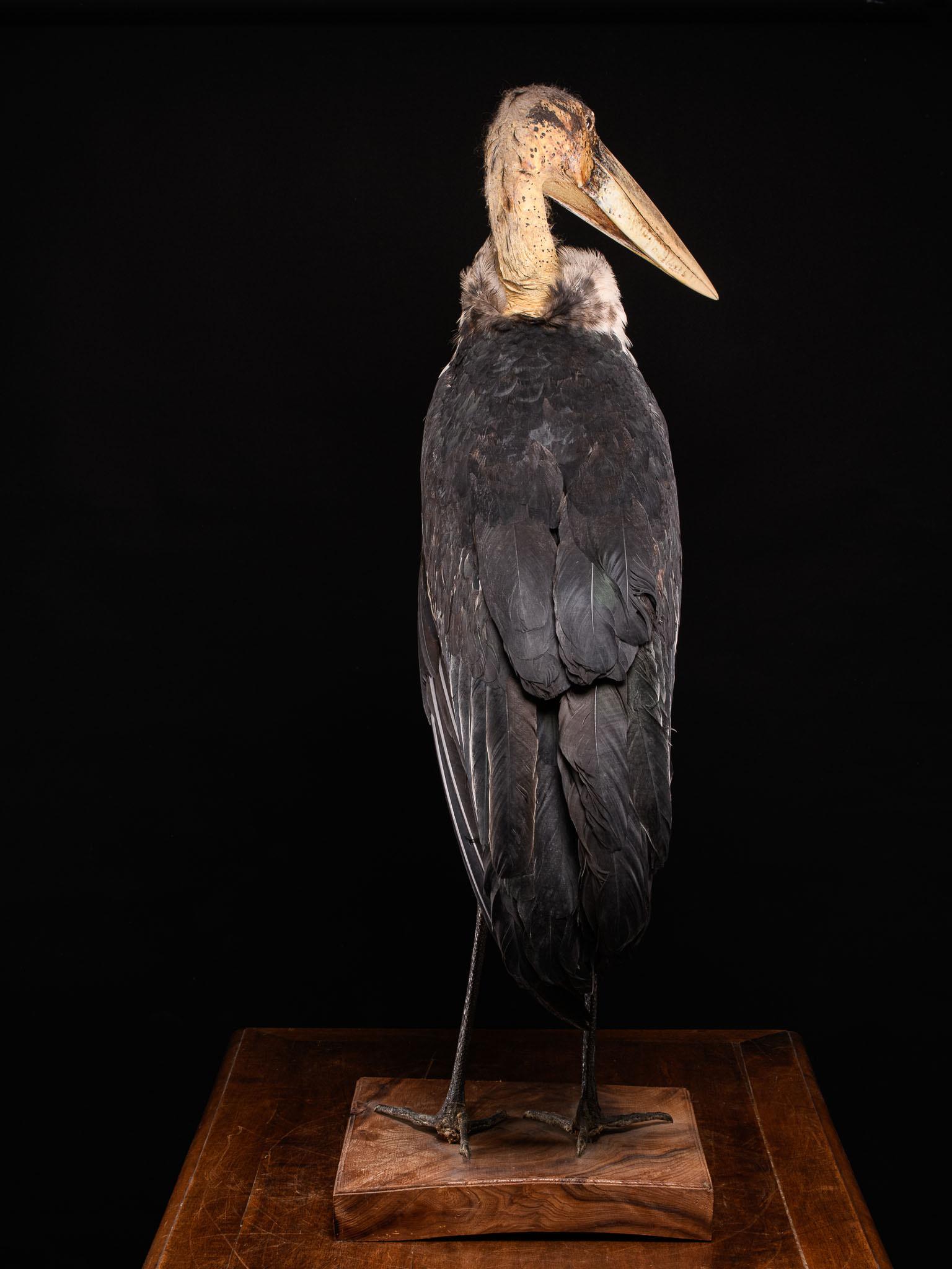 20ième siècle Taxidermie Marabou Stork en vente