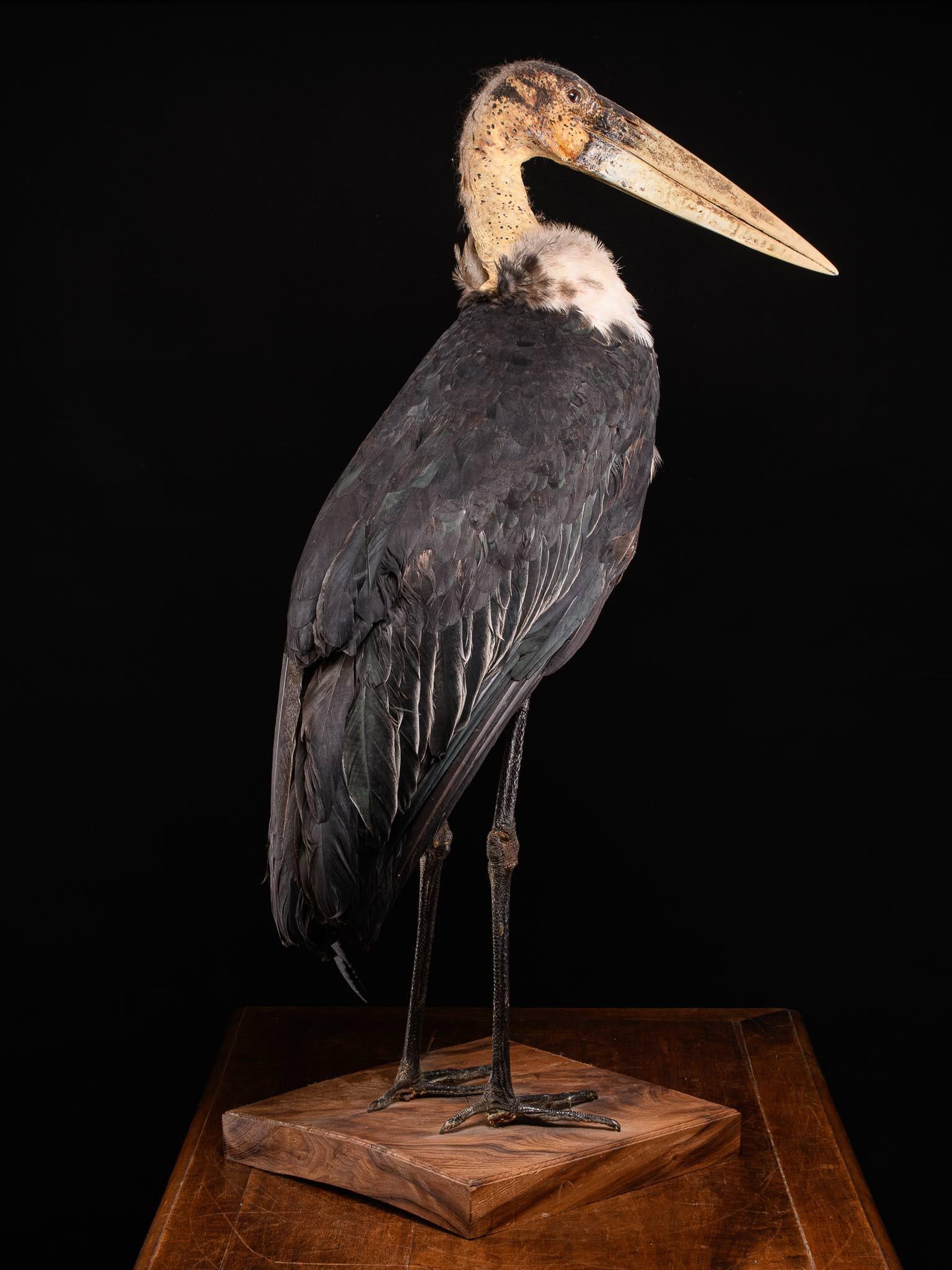 Matériaux organiques Taxidermie Marabou Stork en vente