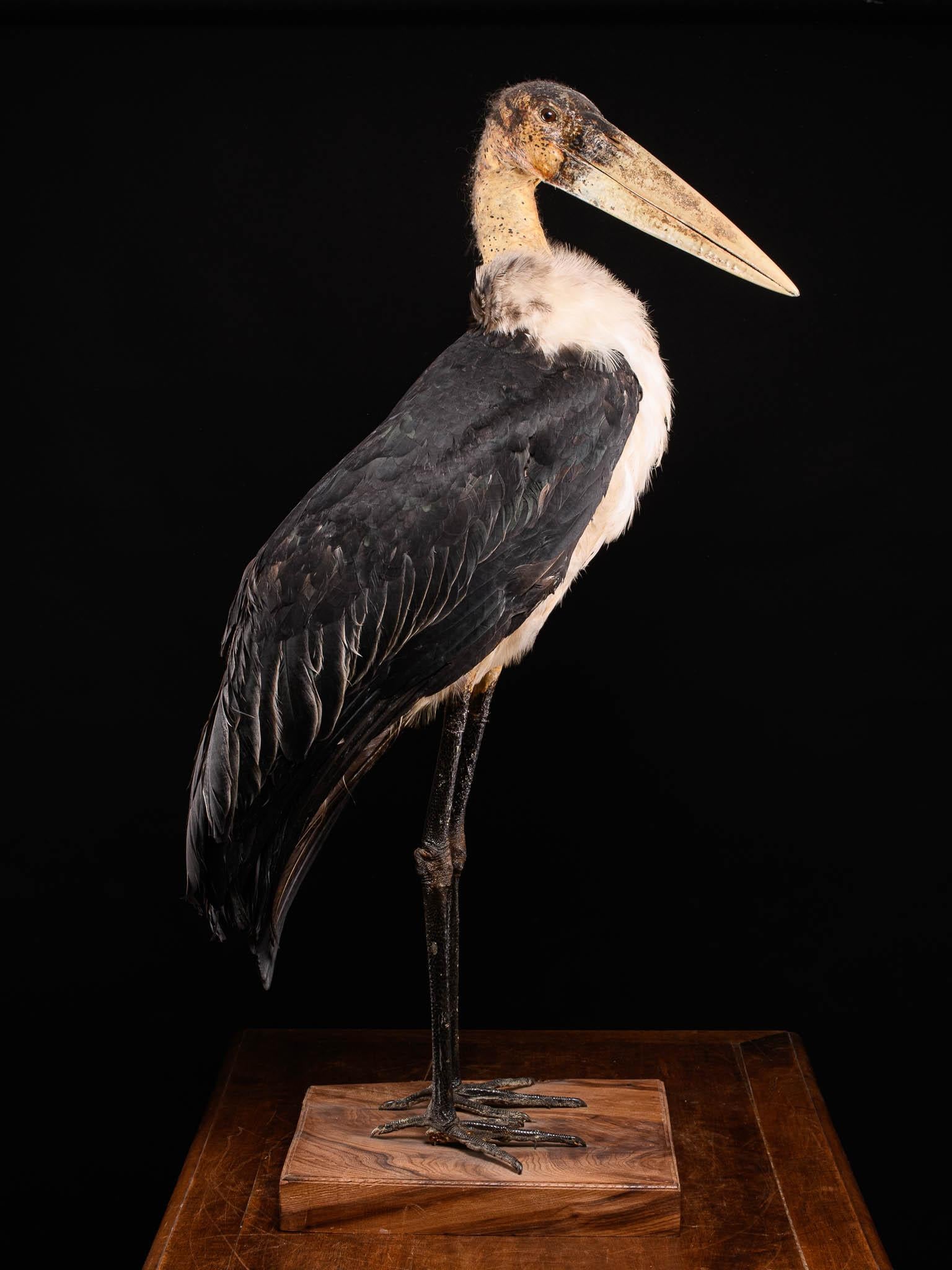Marabou Stork taxidermy In Good Condition For Sale In Leuven , BE