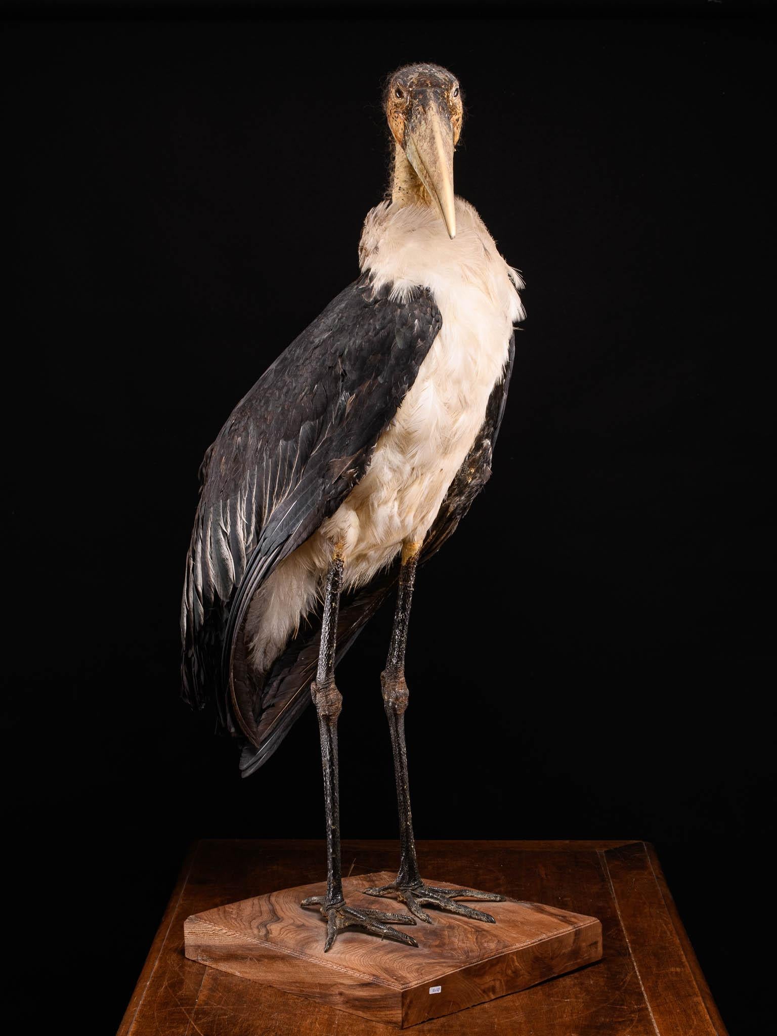 Taxidermie Marabou Stork en vente 2