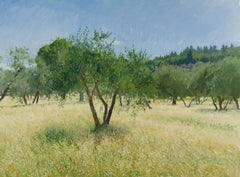 Olive Trees