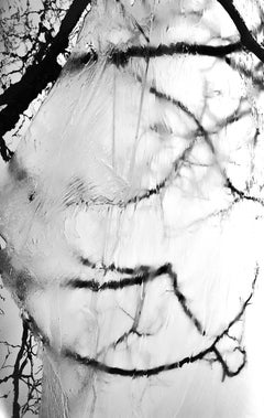 Riflessione sull'albero