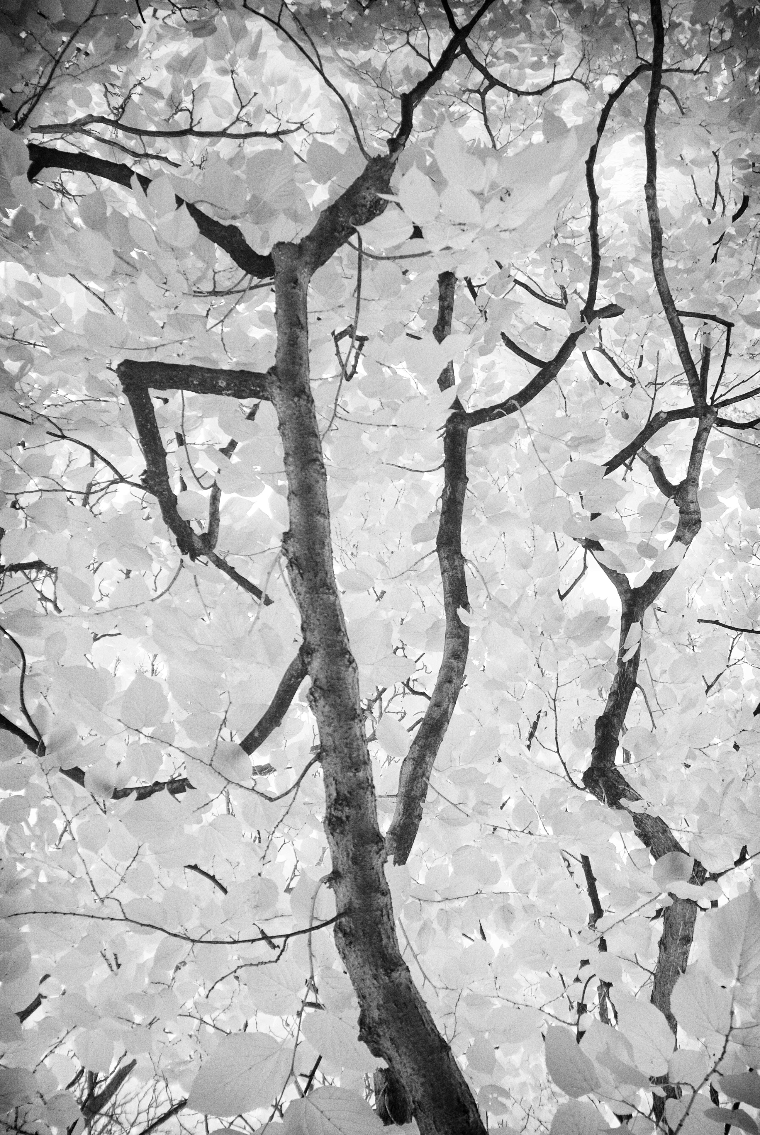 Marc Garrison Black and White Photograph - Black and White Tree, Nature Photography Print, 2016